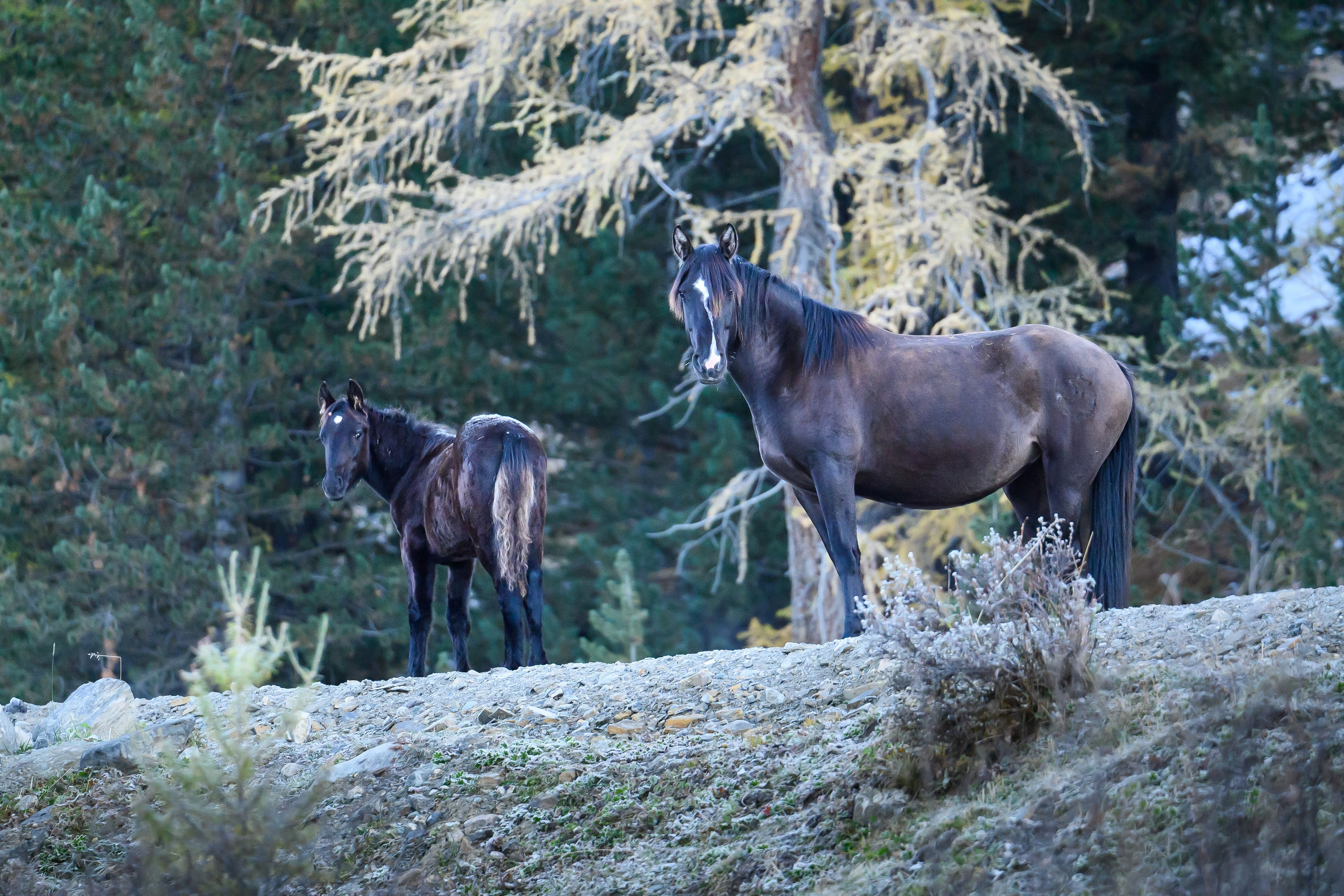 Горный Алтай. Фотограф Антон Денисенко: Портрет, Документалистика, Пейзаж. Москва