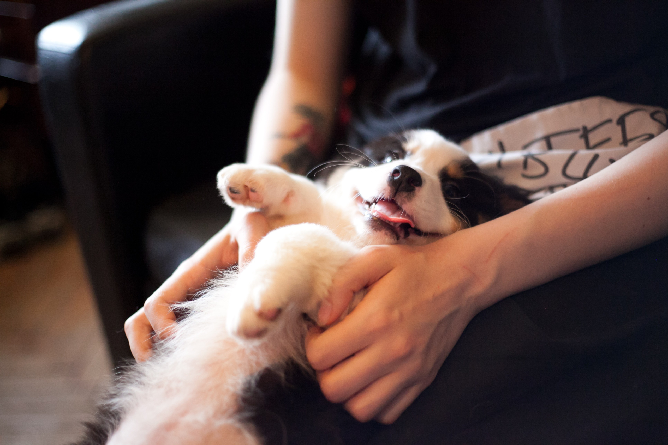 Рави. BLGKV питомник собак