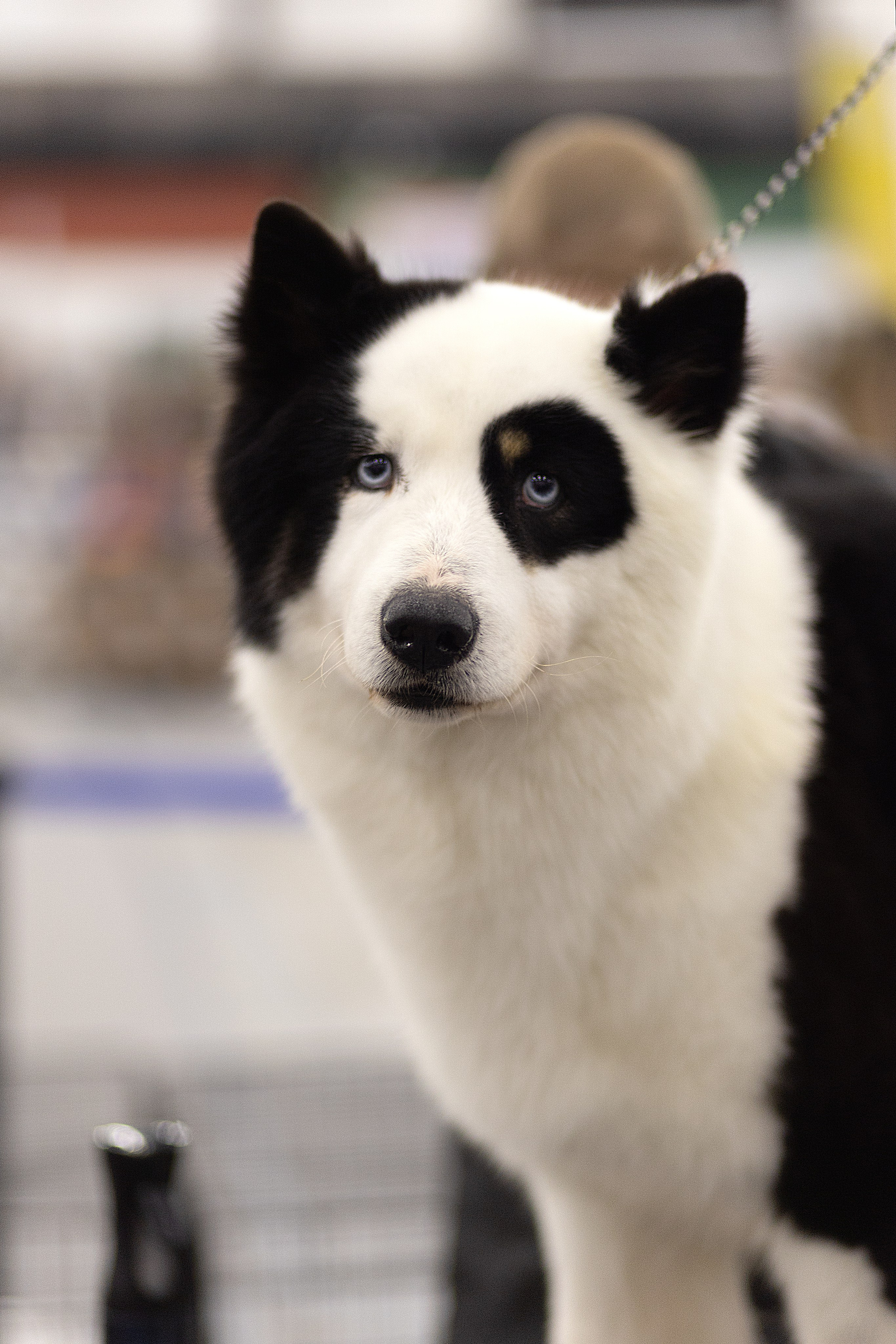 Анималистика