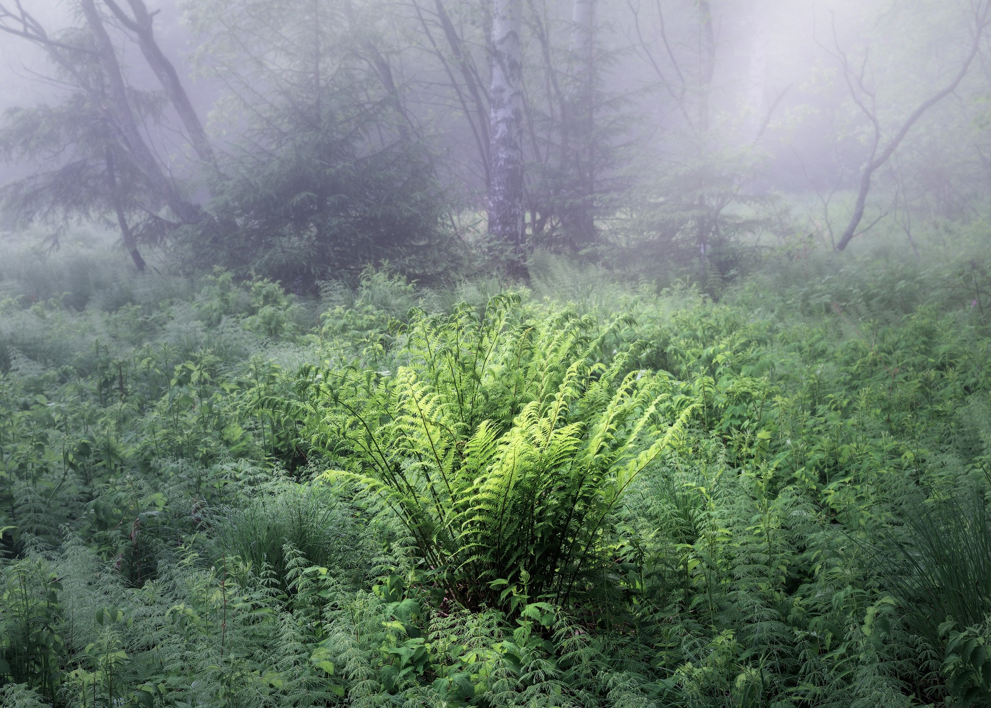 Летние пейзажи Черноисточинска | Фотограф Николай Обухов
