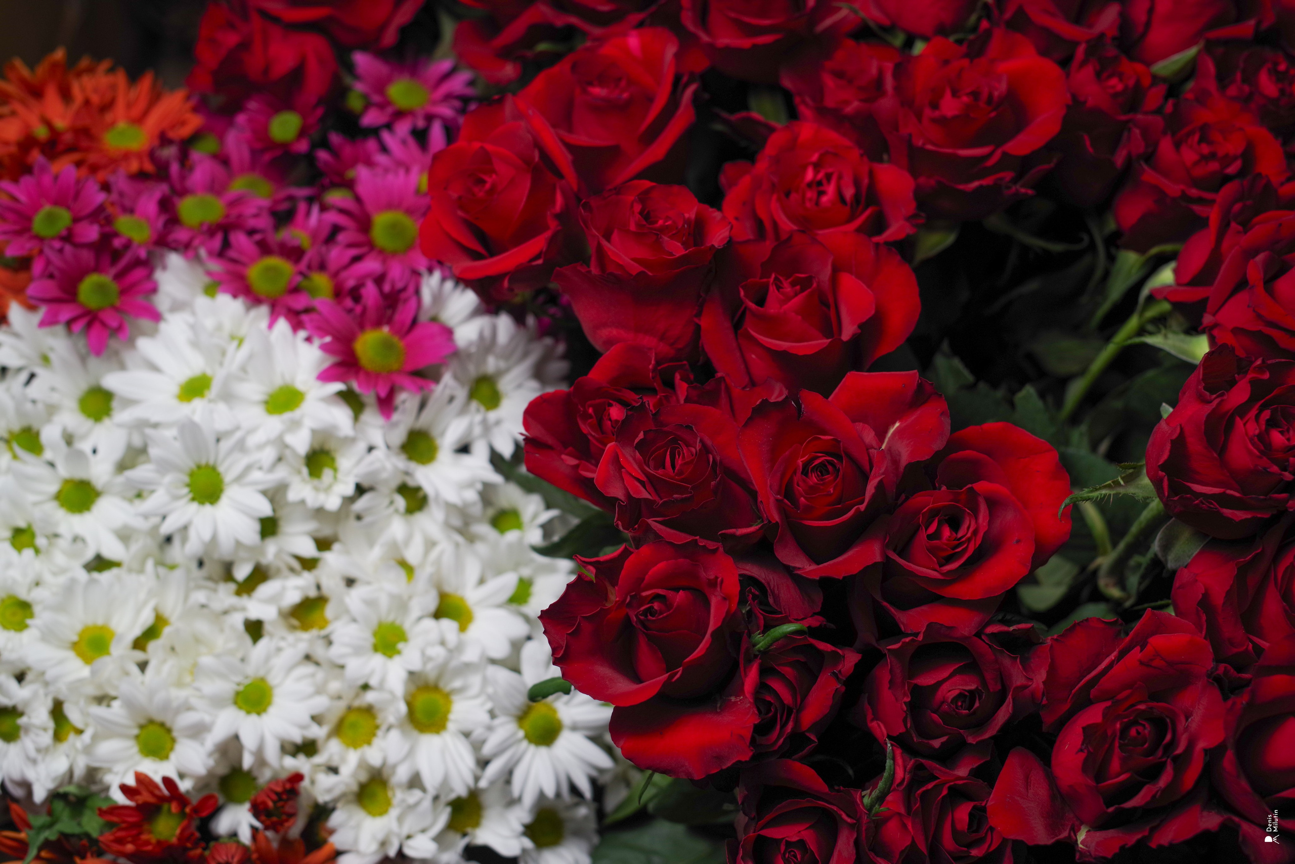 Салон цветов. Портретный фотограф Денис Милютин