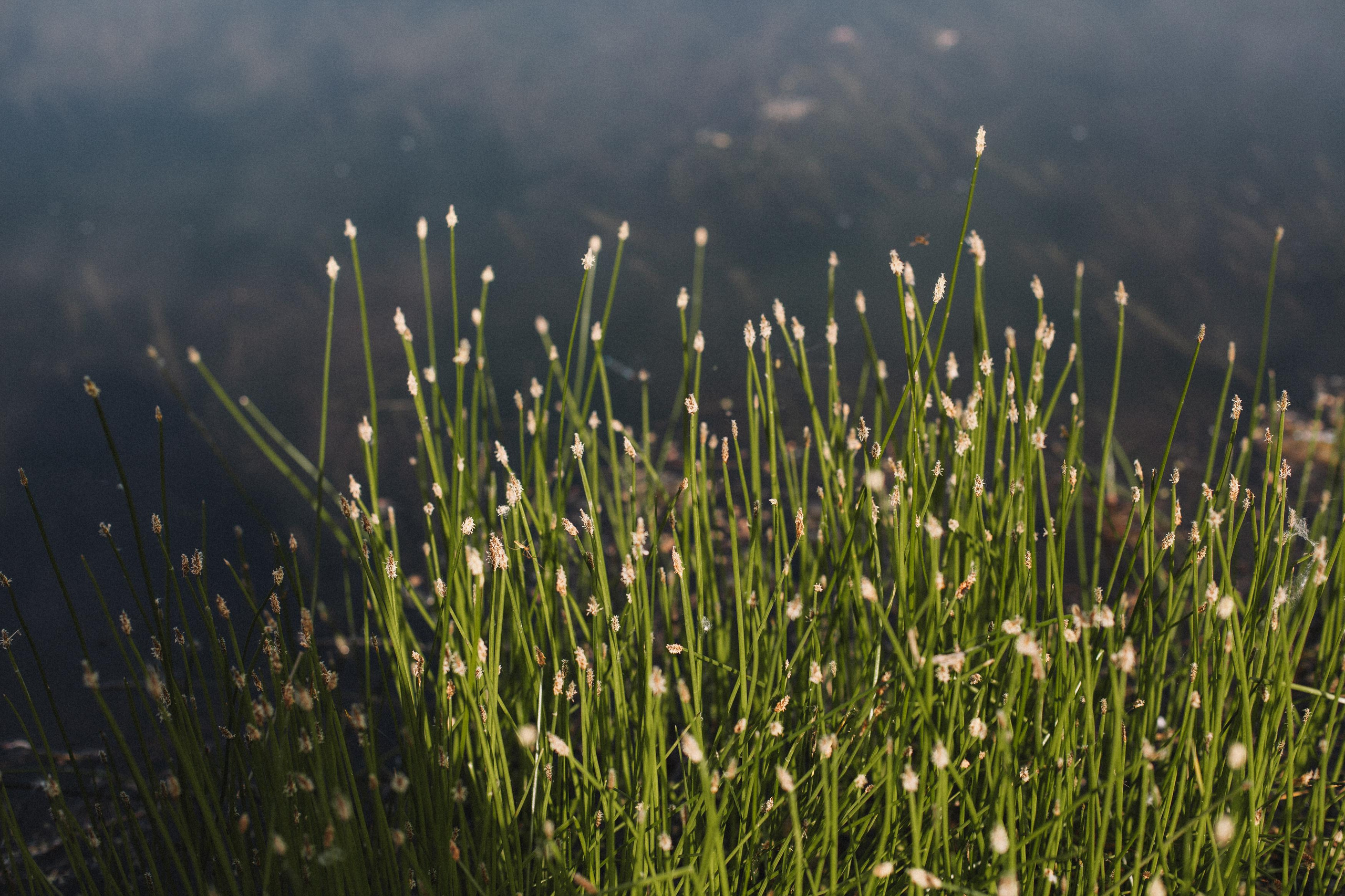 Света, лето 2021. Семейный фотограф Трусова Евгения в Екатеринбурге