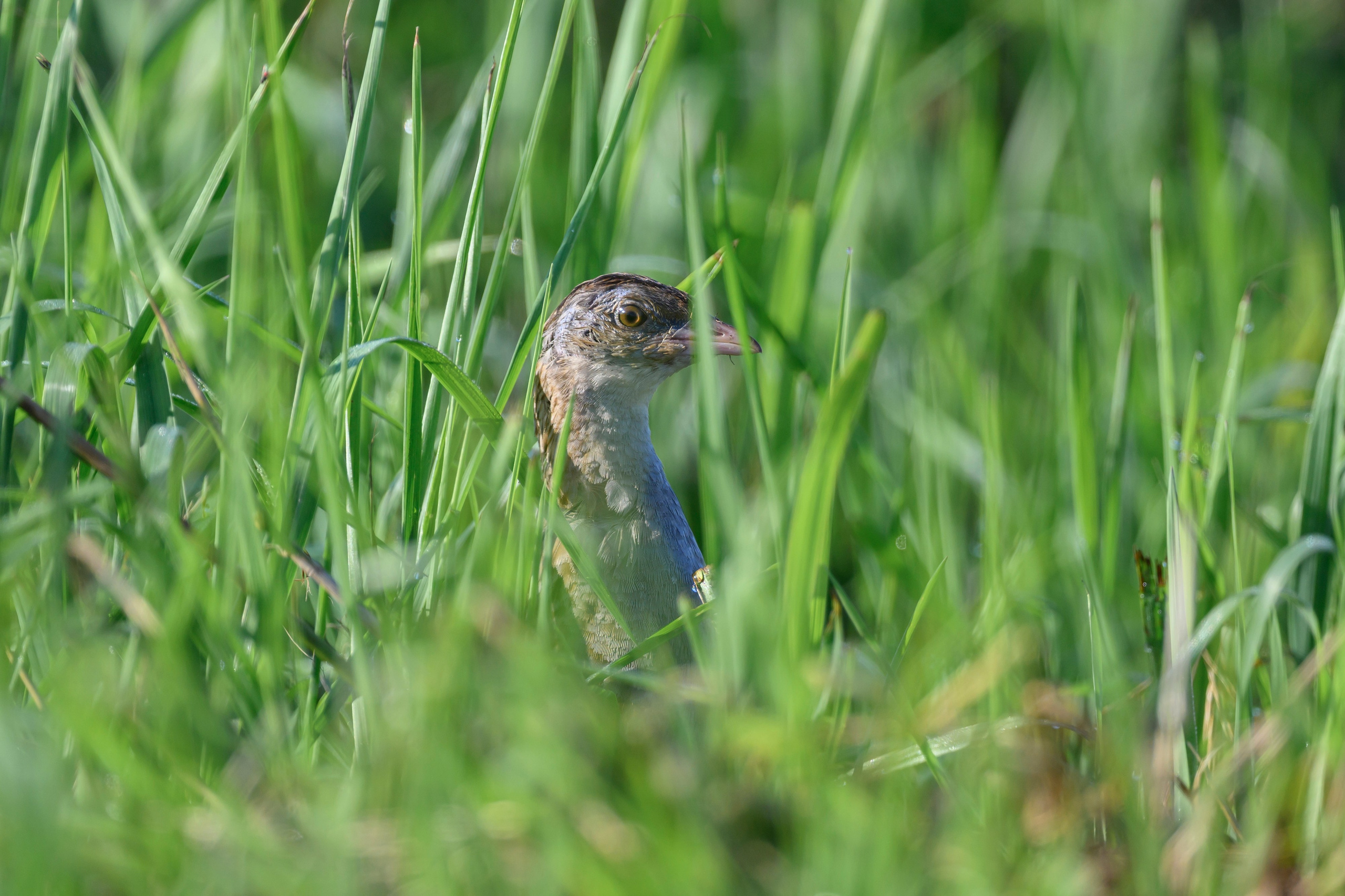 Перепела и коростель. Фотограф Сергей Пупонин