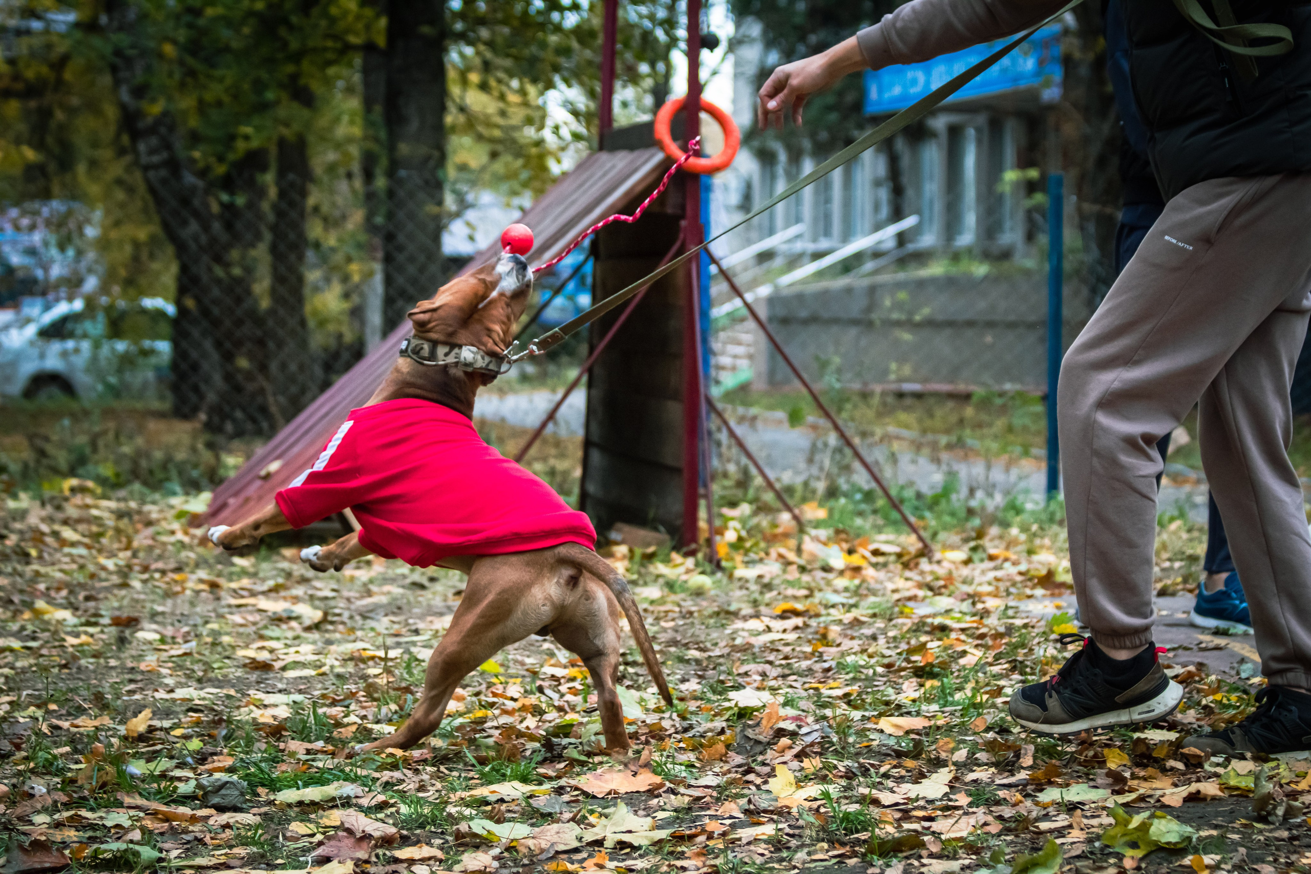 Костюмированный парад собак. Фотограф анималист — Тула, Москва