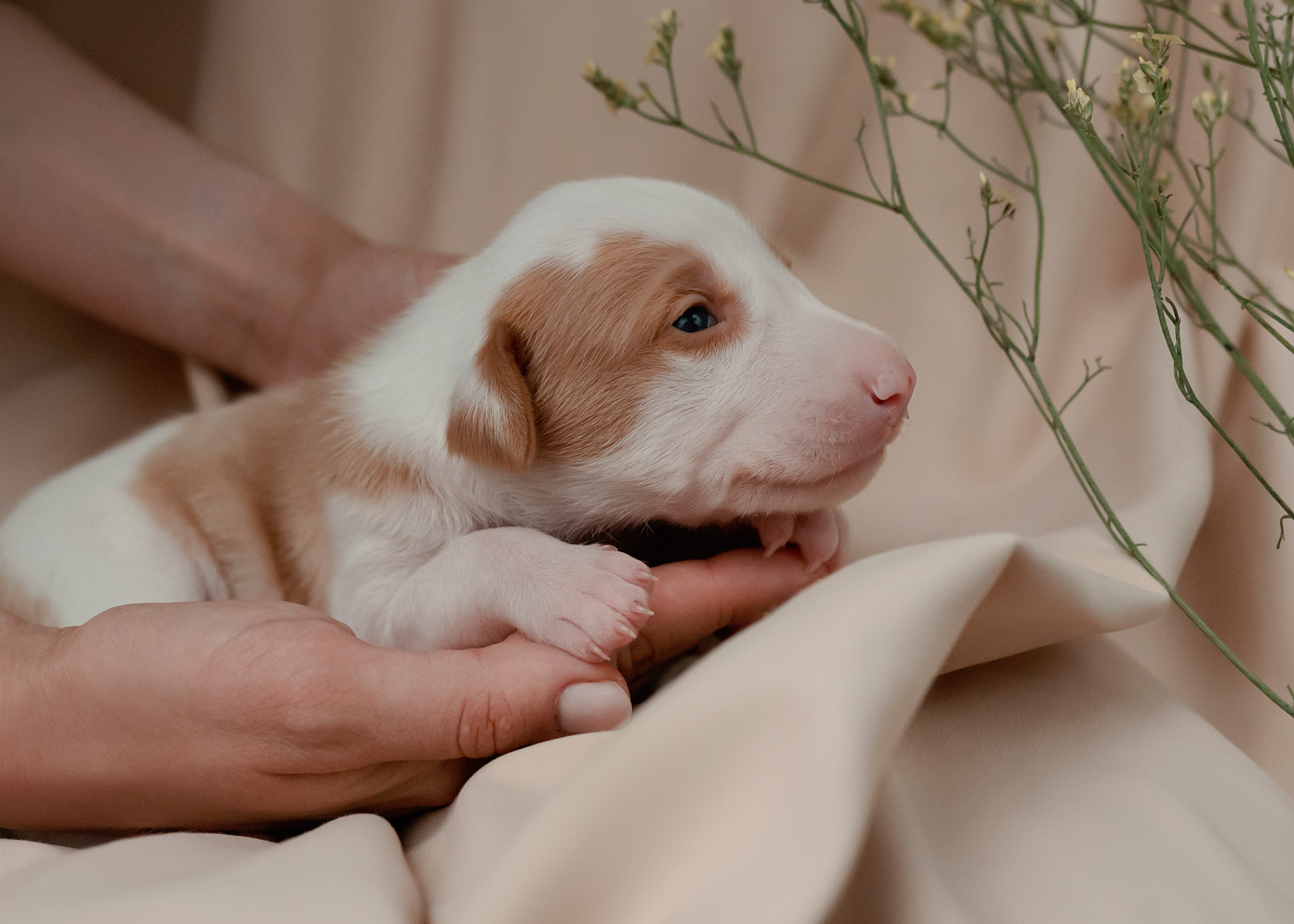 Поденки ибиценки. Фотограф- анималист Александра Матвеева