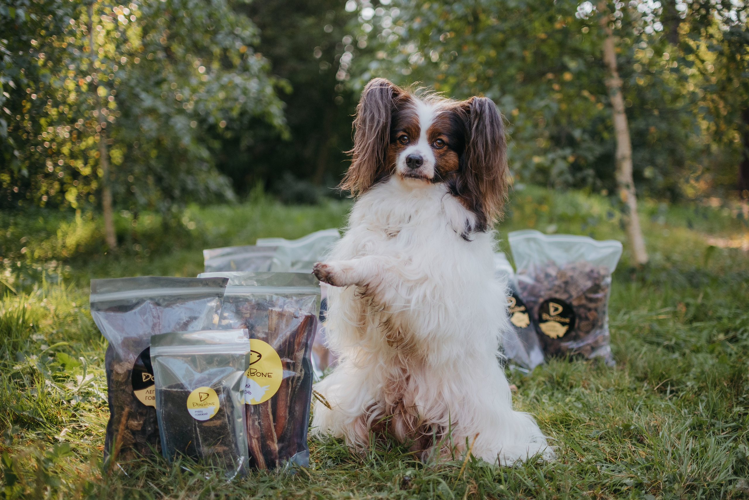 Dog Bone контент. Фотограф-анималист Валерия, Москва, Мытищи