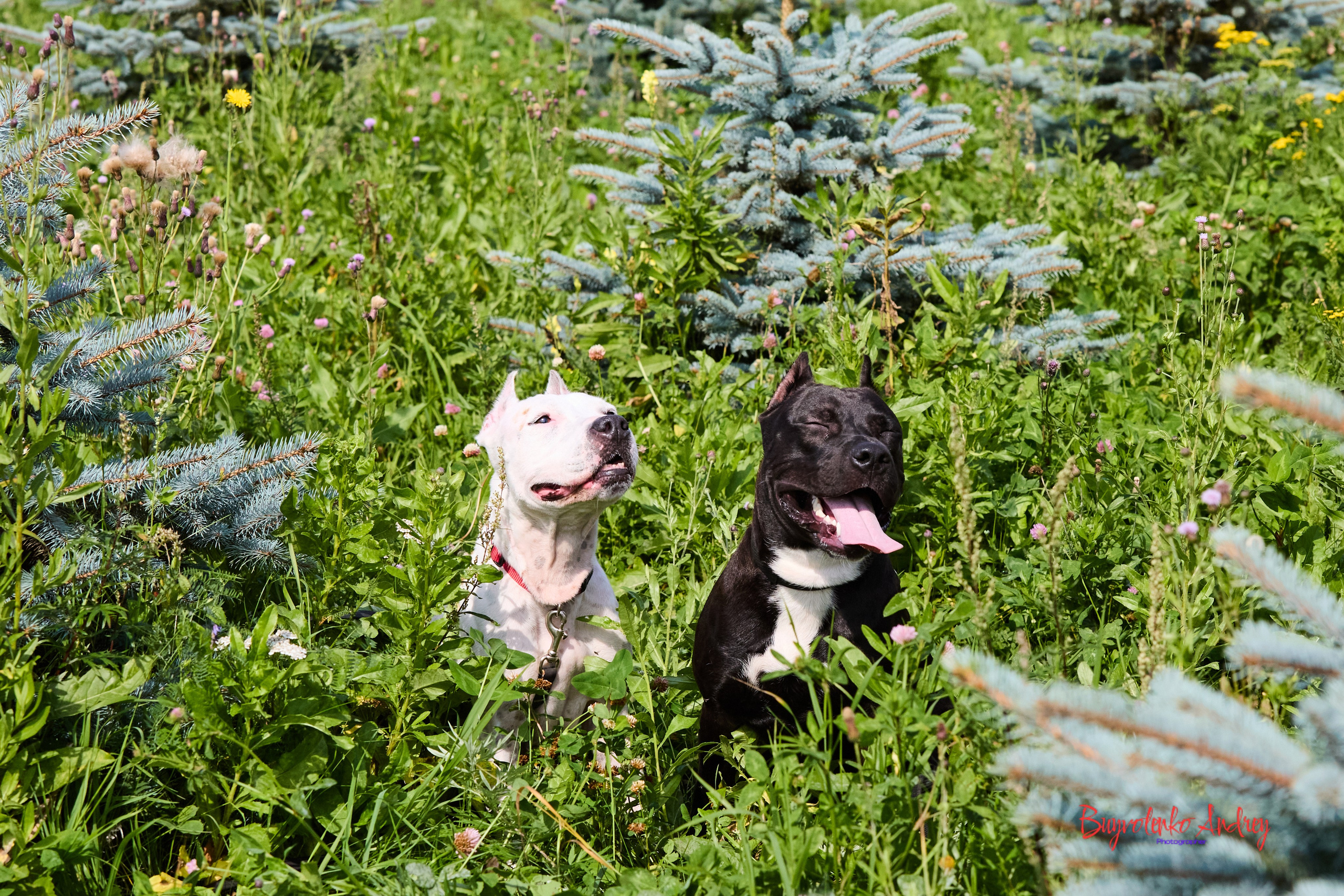 Проект фотопрогулка с хвостиком. Buyvolenko Andrey