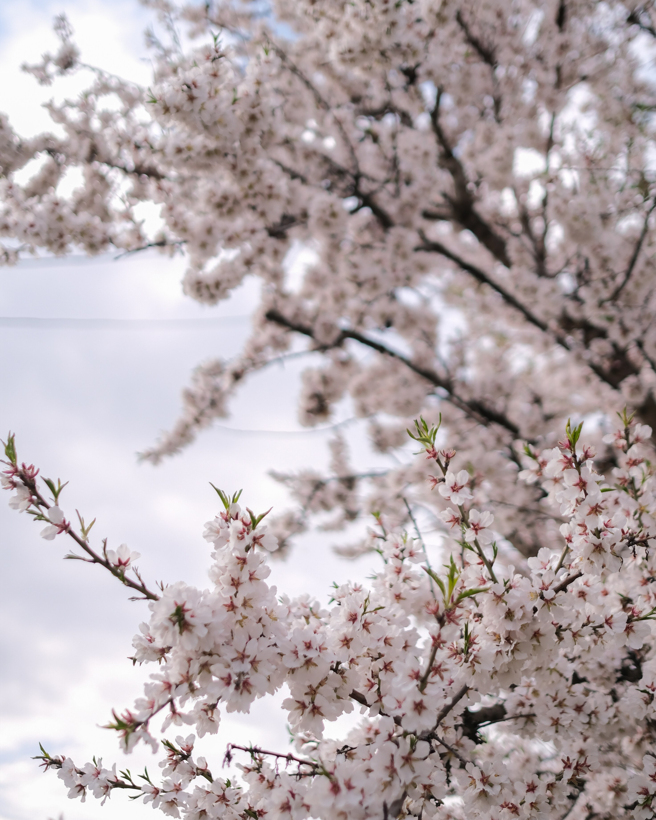 Elena. Blooming in Budapest. Portrait photographer Olga Prokopova based in Budapest