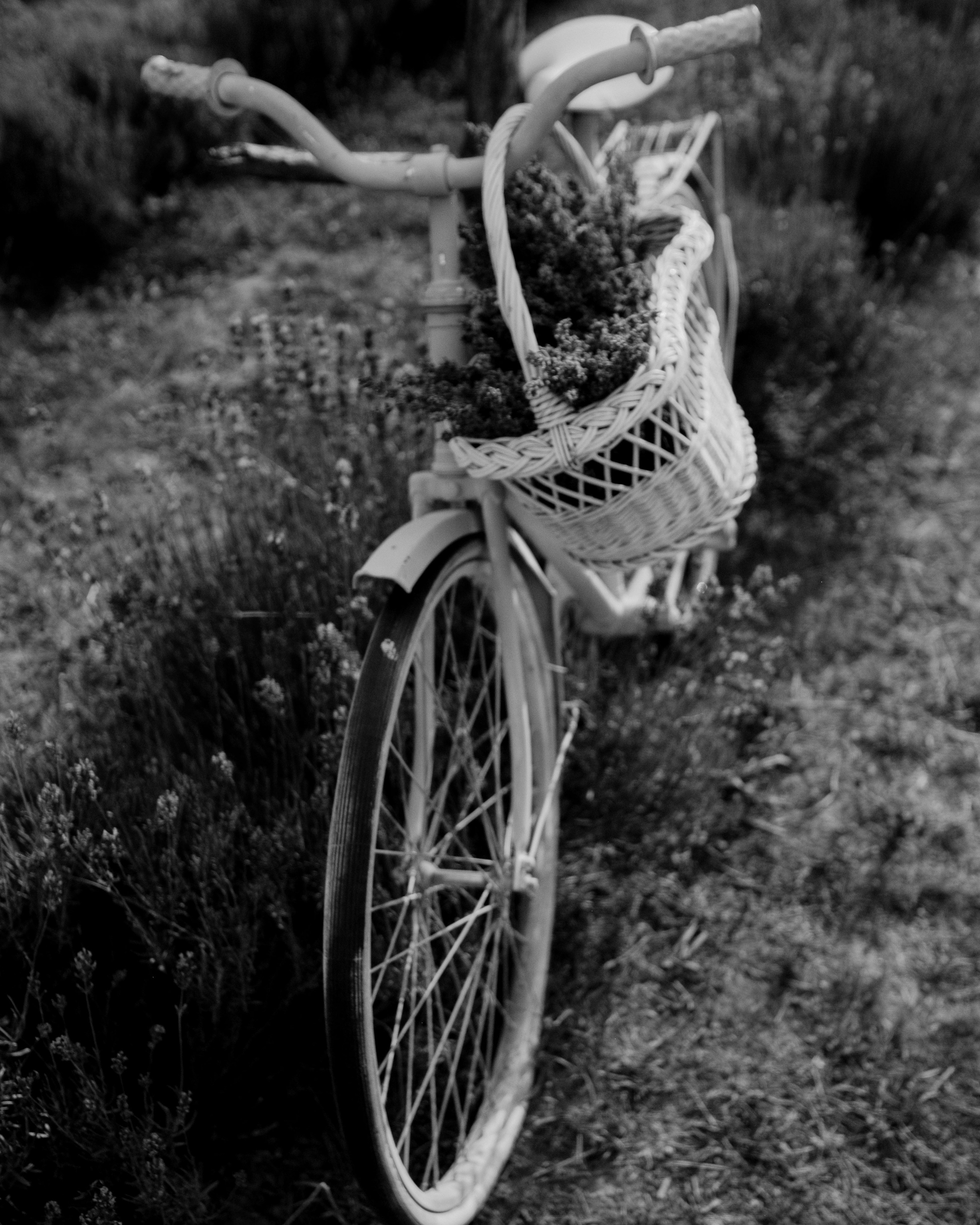 On a lavender field. Portrait photographer Olga Prokopova based in Budapest