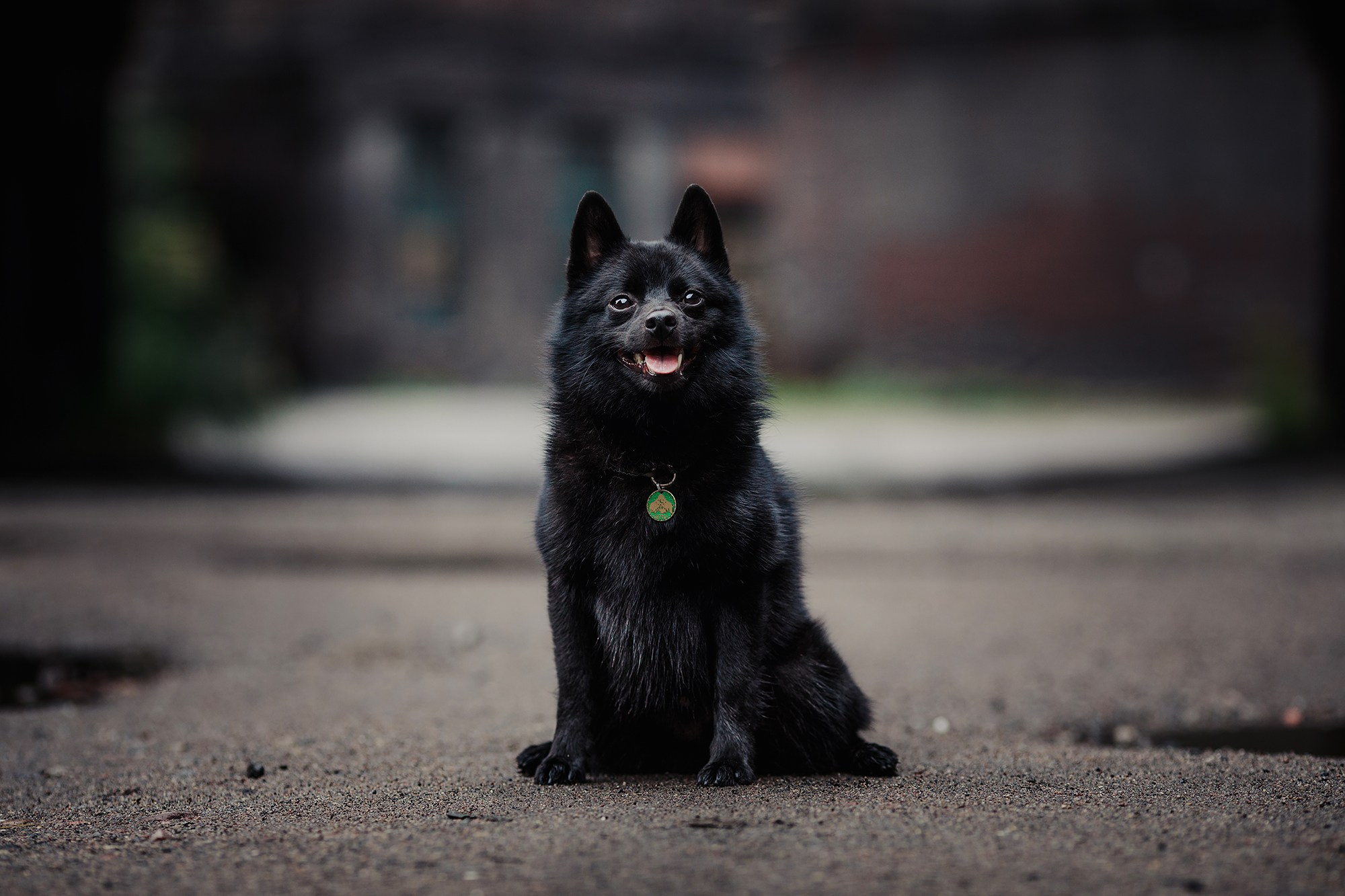 Саша, Маша и шипперке Йети. Фотограф-анималист Mary Mart — Москва, Питер