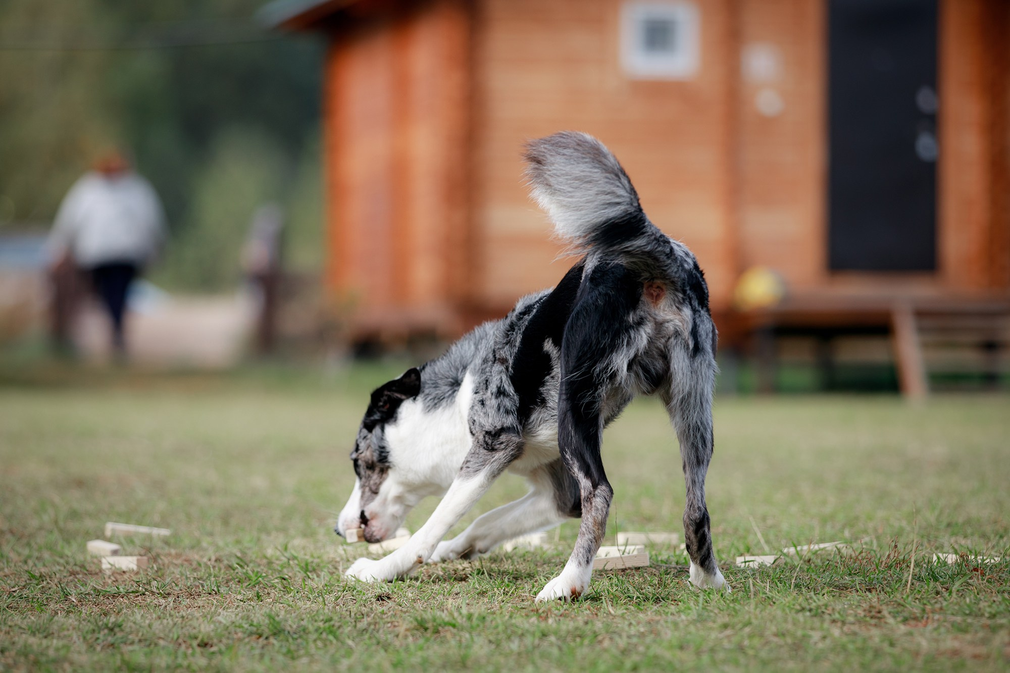 Лагерь по ОБД с Инной Баженовой. Фотограф-анималист Mary Mart — Москва, Питер