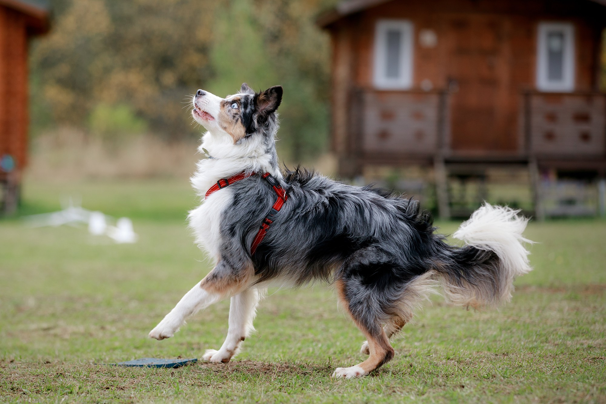 Лагерь по ОБД с Инной Баженовой. Фотограф-анималист Mary Mart — Москва, Питер