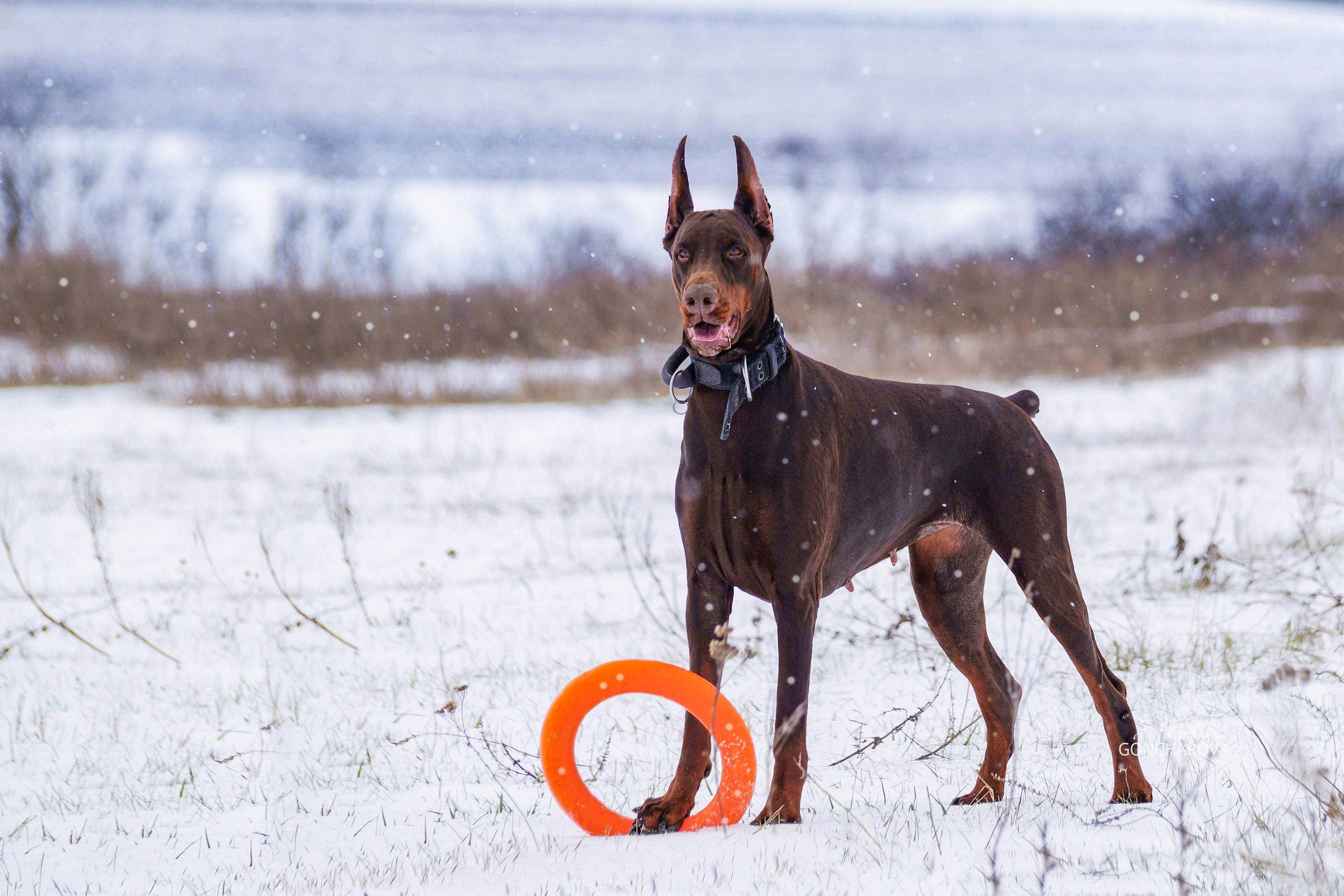 Фотопрогулки. Фотограф анималист в Ростове I Гончарова Анна