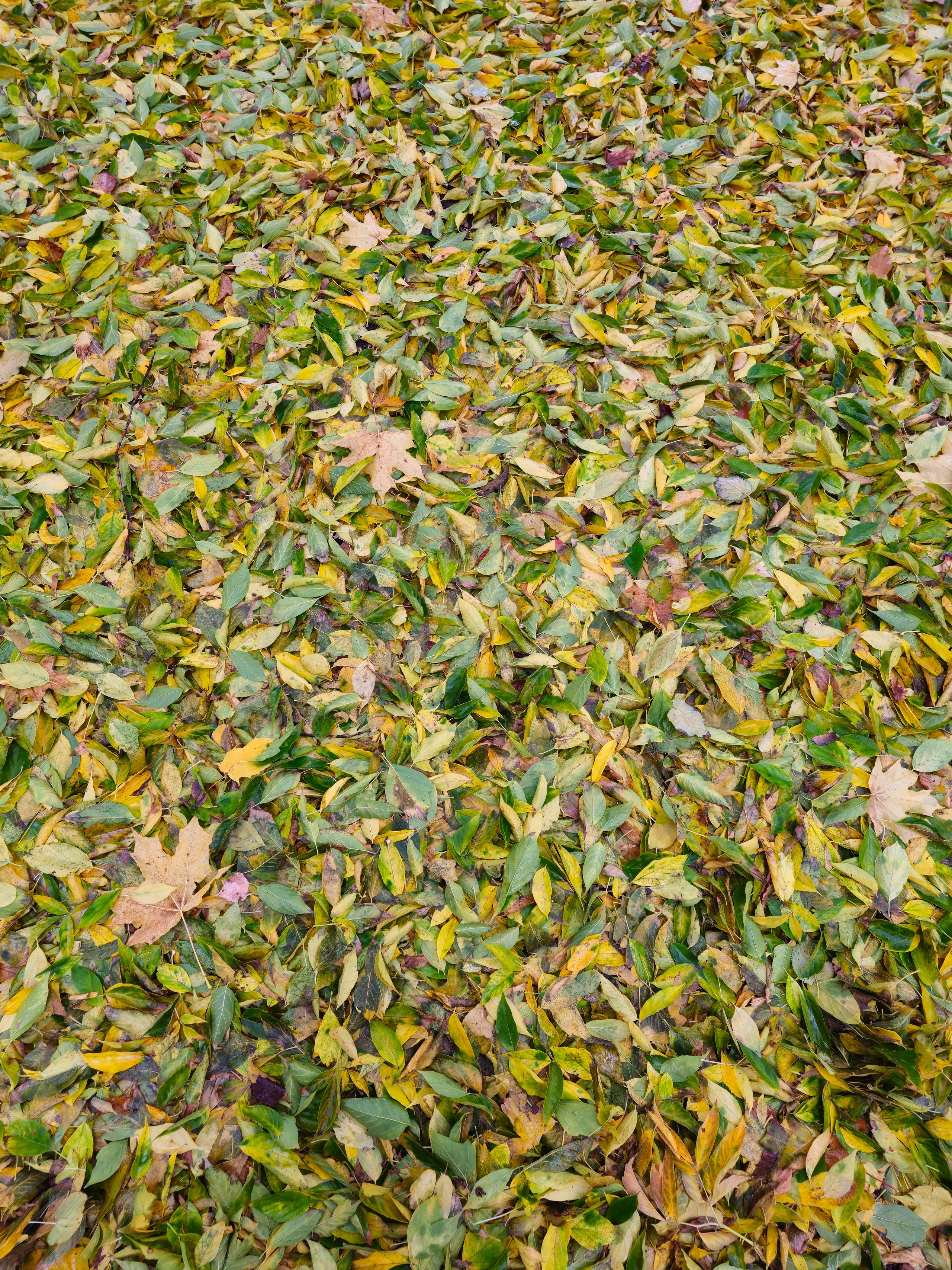 Вертикальный снимок, крупный план, показывающий опавшие листья, где зеленые, летние оттенки смешиваются с желтыми и светло-коричневыми осенними цветами, символизируя начало или середину осени. Плотное скопление опавших листьев с преобладанием зеленого и желтого цветов, символизирующее переход от лета к осени.