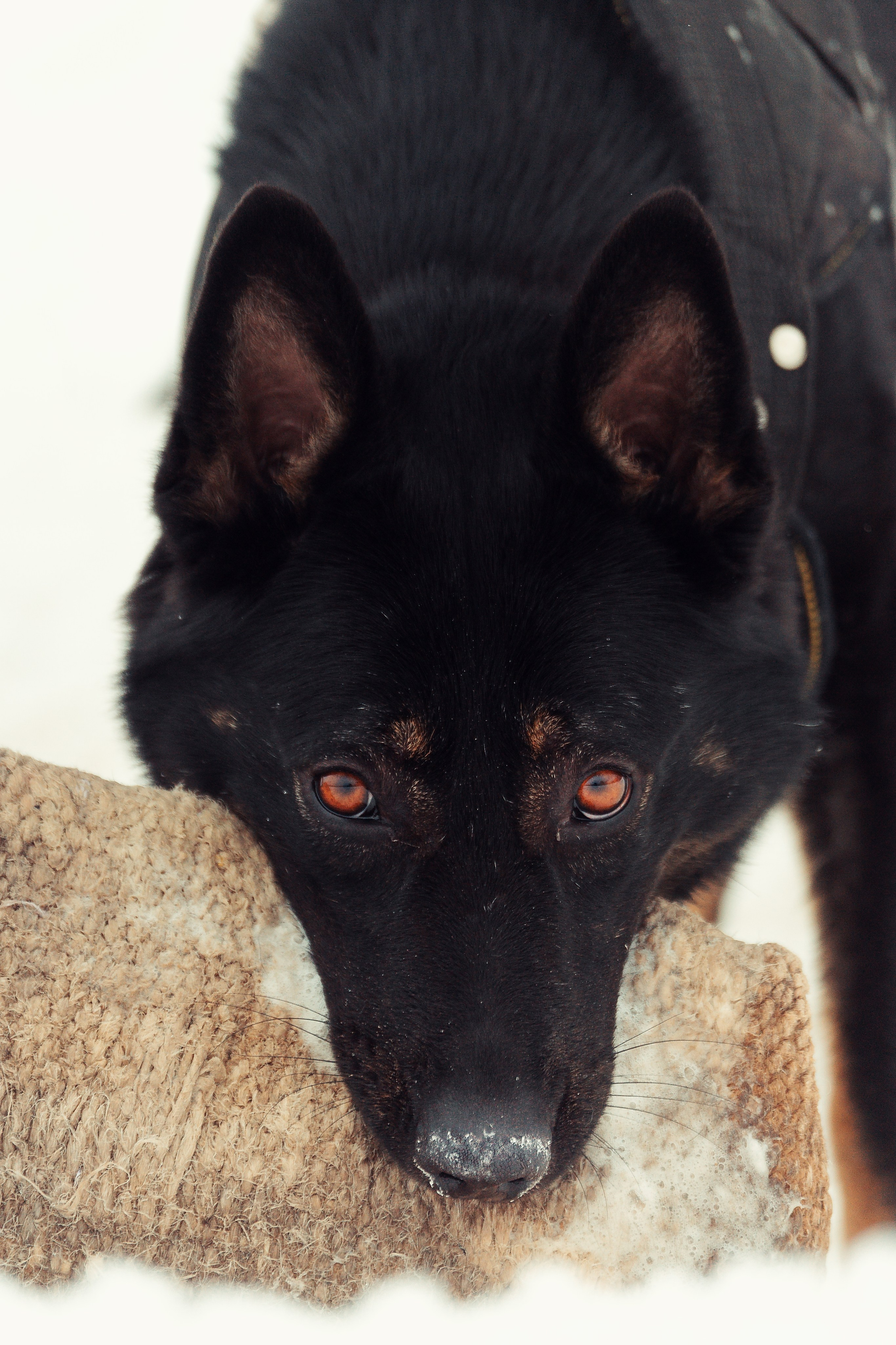 Репортажная съемка. Фотограф-анималист Нижний Новгород