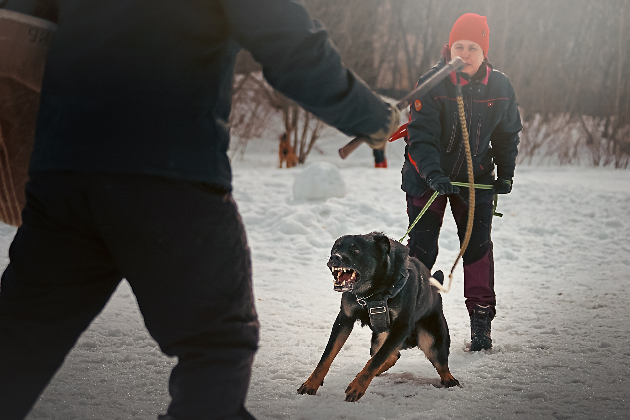 Репортажная съемка. Фотограф-анималист Нижний Новгород