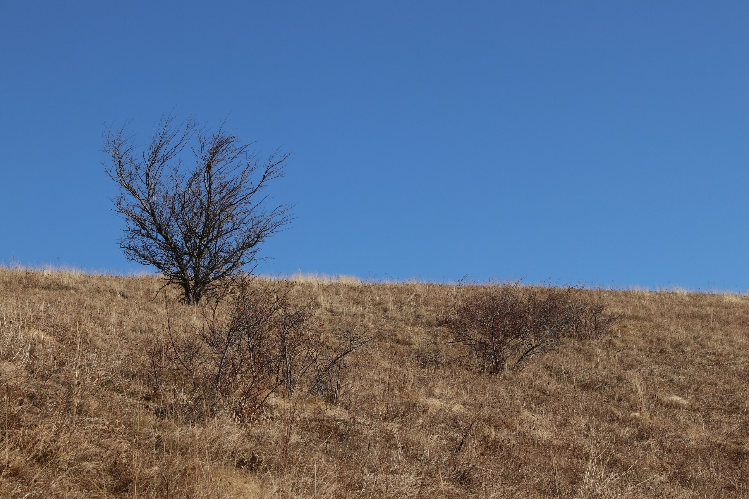 Крым. ЮБК (Гурзуф, Судак и их окрестности). Ноябрь 2023. Путешественник-фотограф из Санкт-Петербурга Татьяна Свистулина