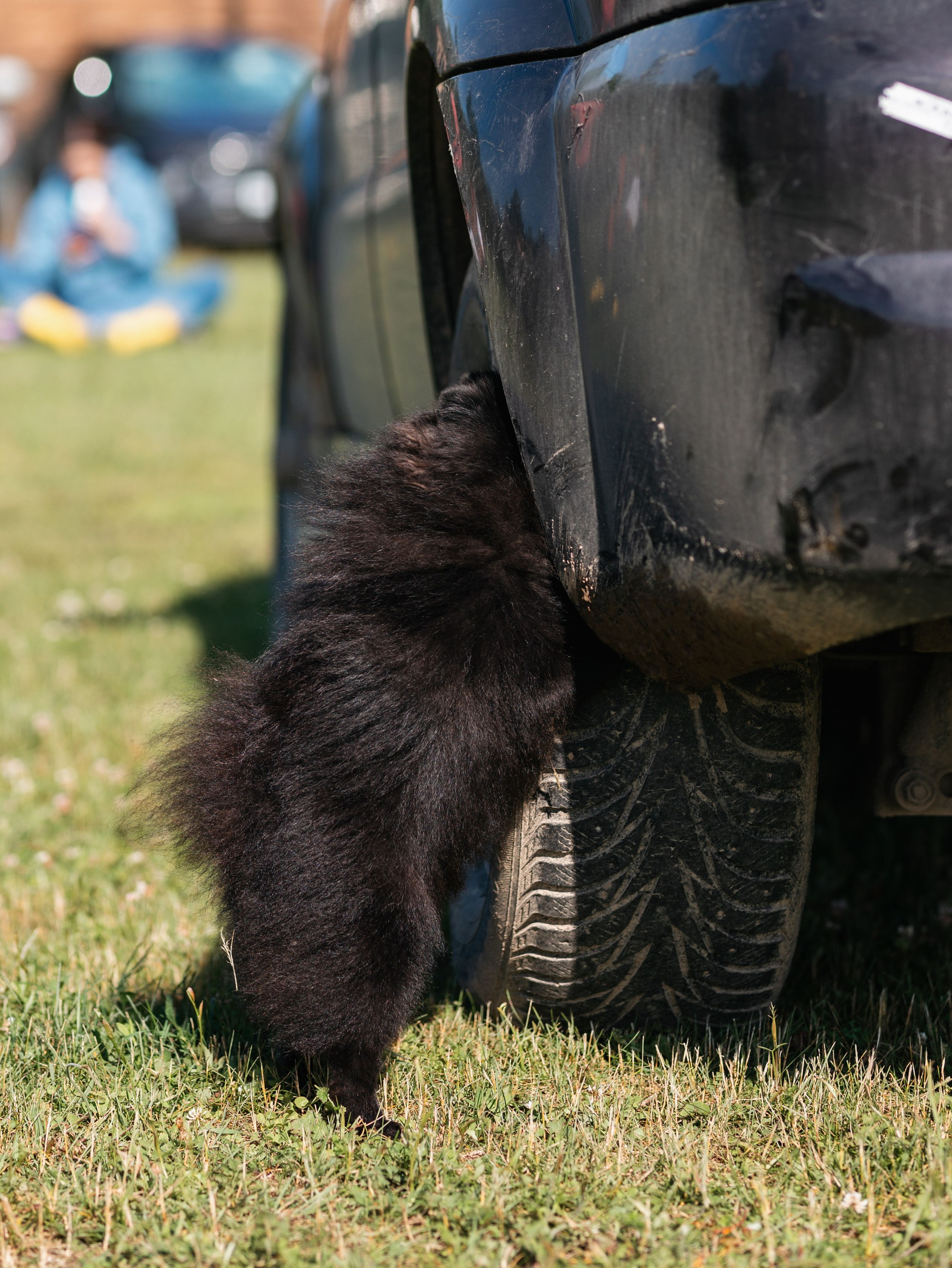 Лагерь ноузворк. Фотограф-анималист в Москве Кириллова Татьяна