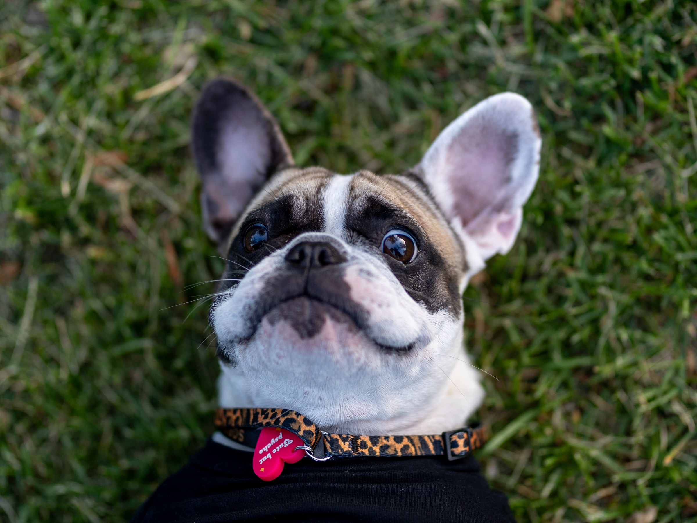 Пандора и Марго. Фотограф-анималист в Москве Кириллова Татьяна