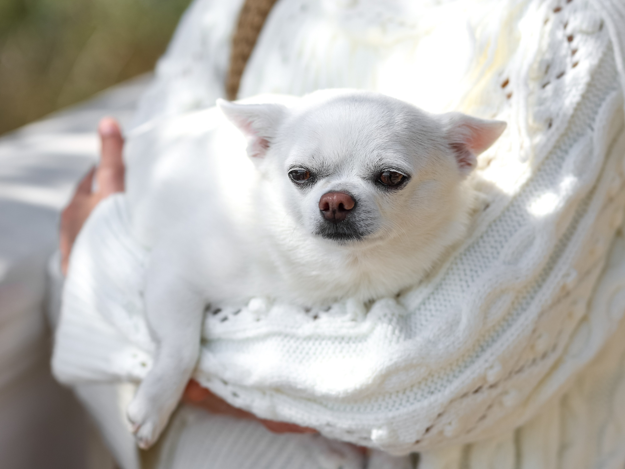 Зефир и Алена. Фотограф-анималист в Москве Кириллова Татьяна