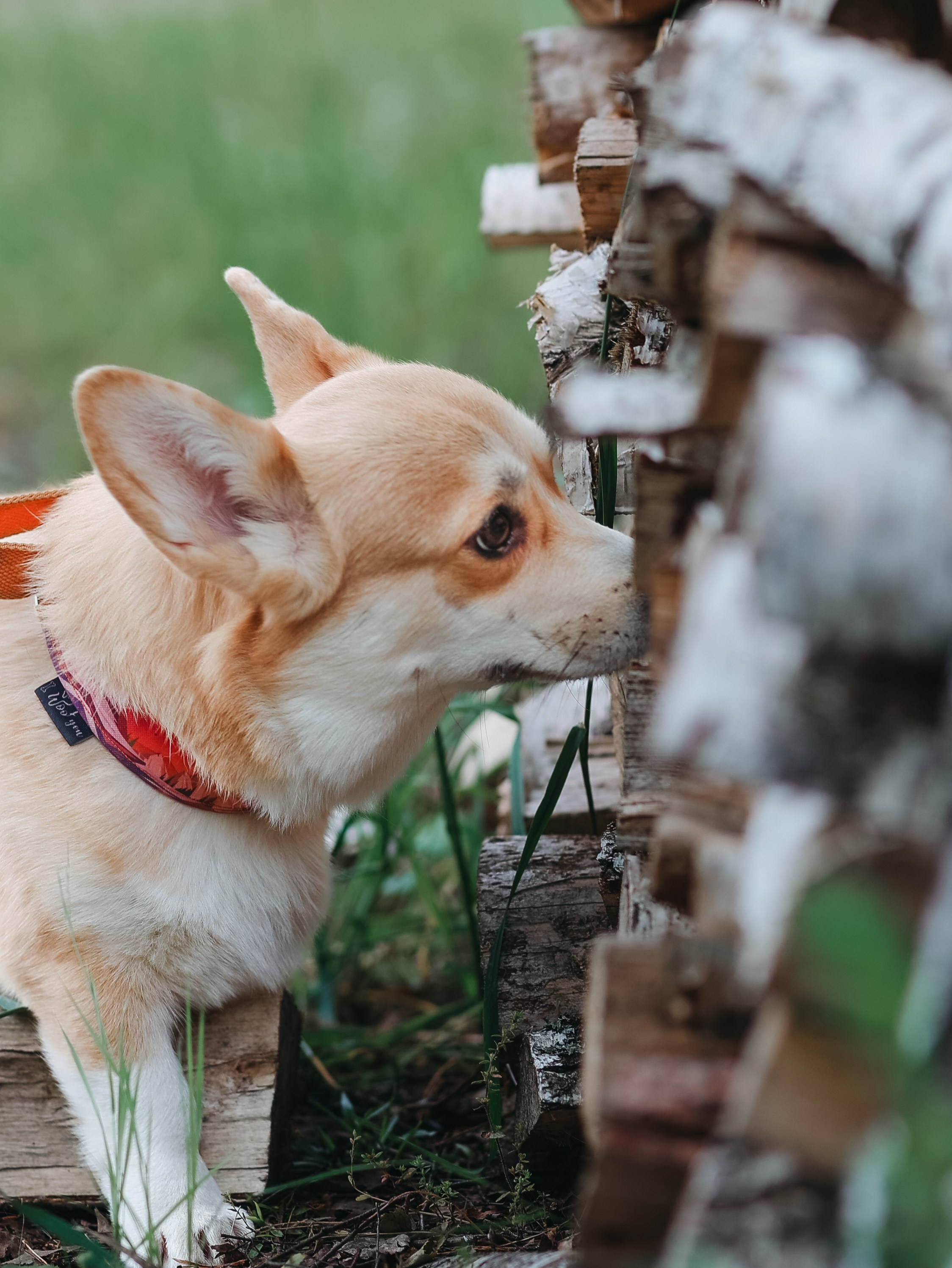 Лагерь ноузворк. Фотограф-анималист в Москве Кириллова Татьяна