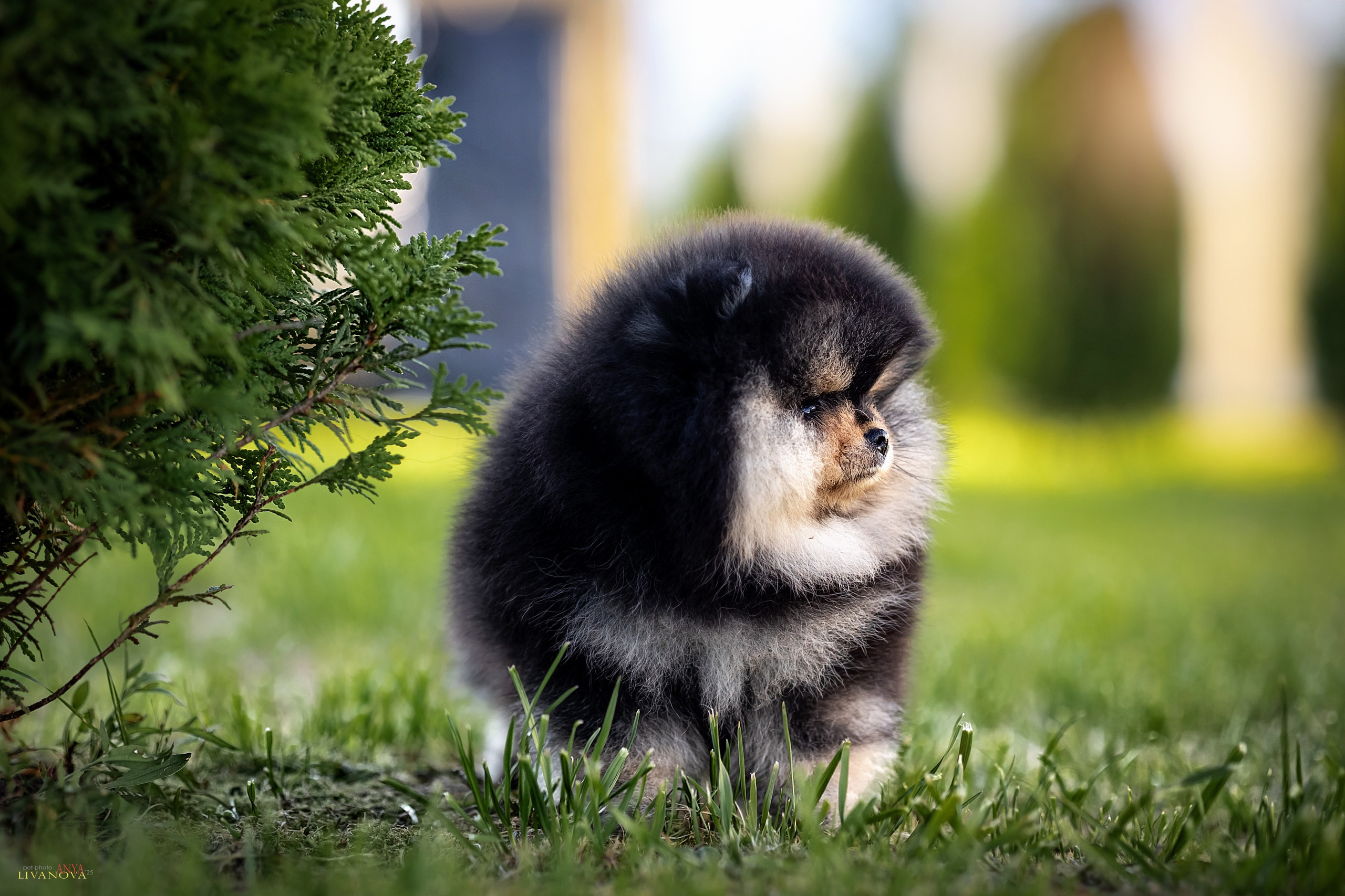 Шпцулики. Фотограф анималист Аня Ливанова | Рыбинск