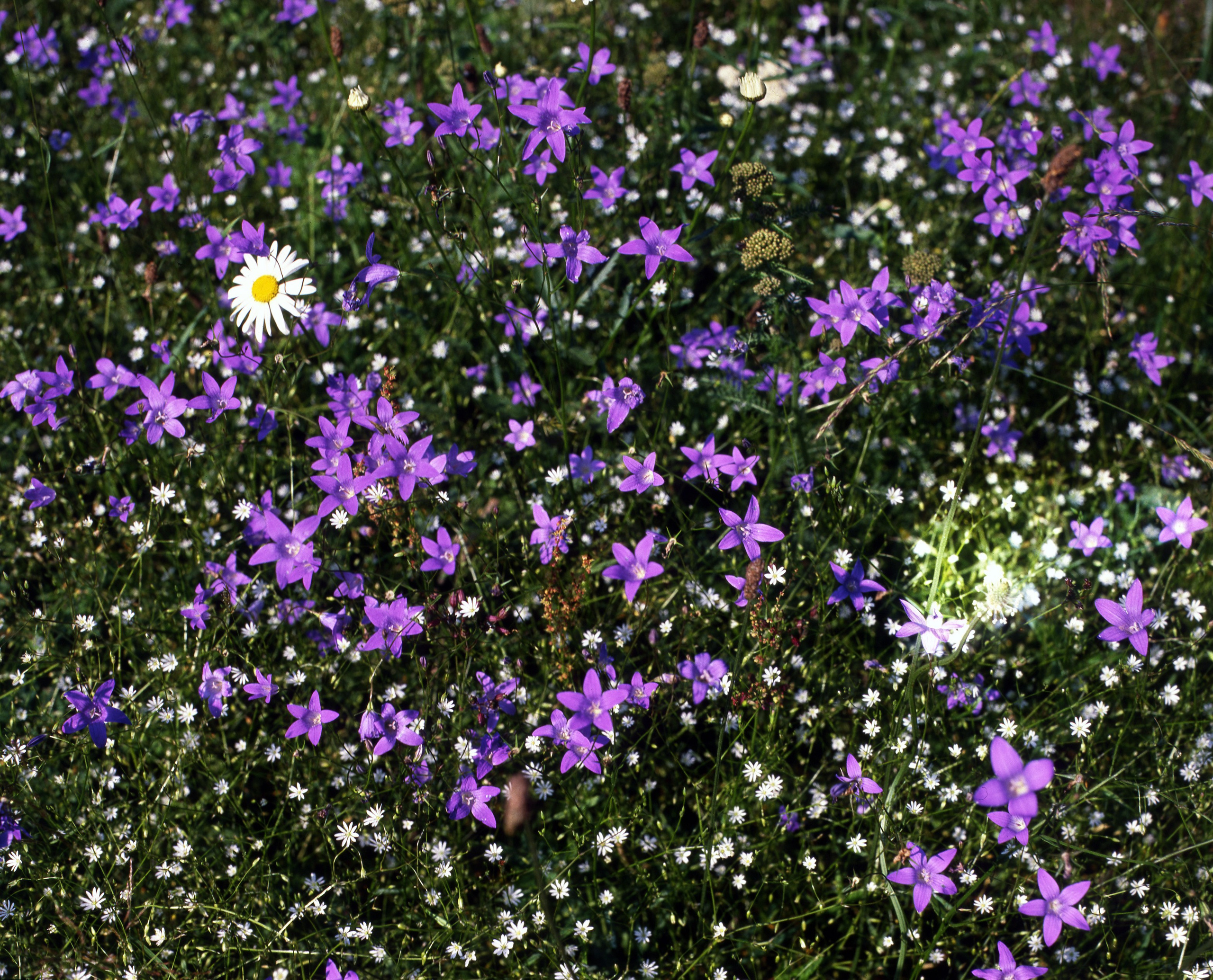 Лето. ВАДИМ ГИППЕНРЕЙТЕР — ВЕЛИКИЙ ФОТОГРАФ ЗЕМЛИ РУССКОЙ