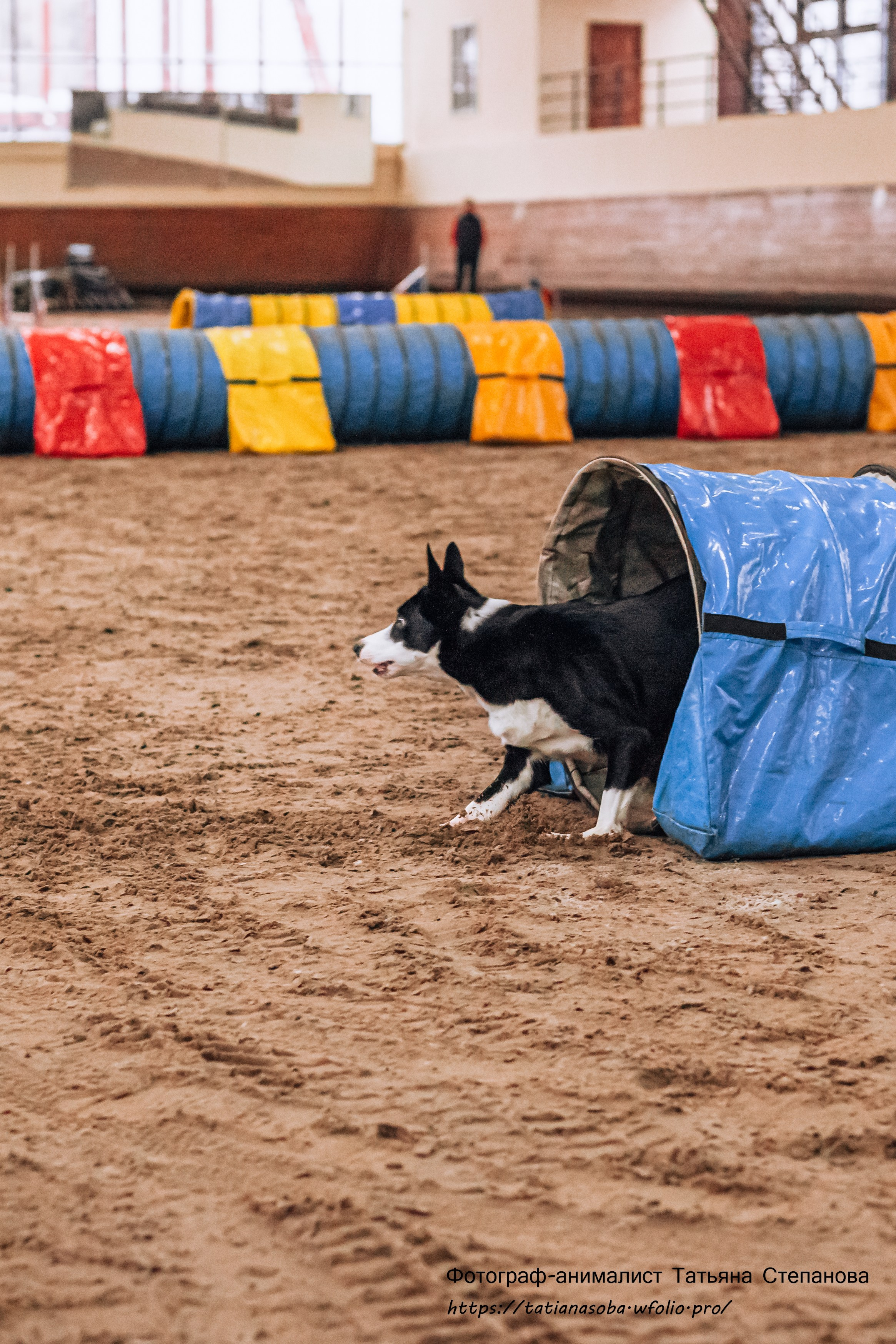 Соревнования по Аджилити 25.02.2024. Фотограф-анималист Татьяна Степанова