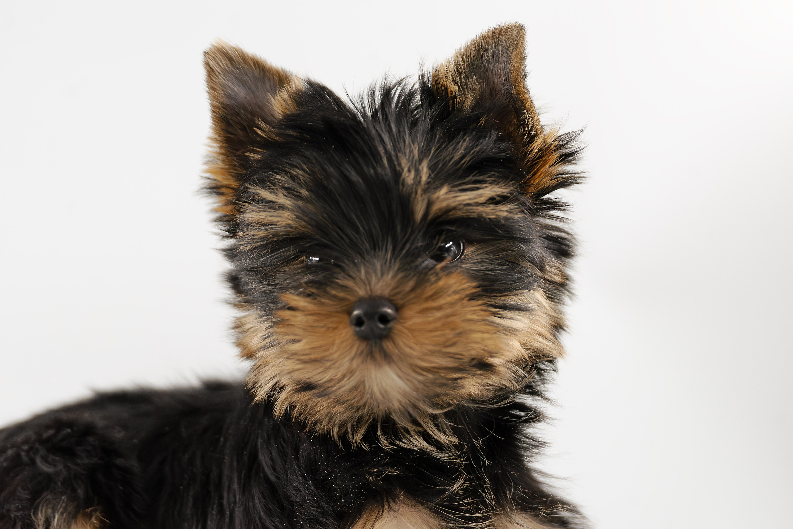 Щенки/котята. Фотограф-анималист Нижний Новгород