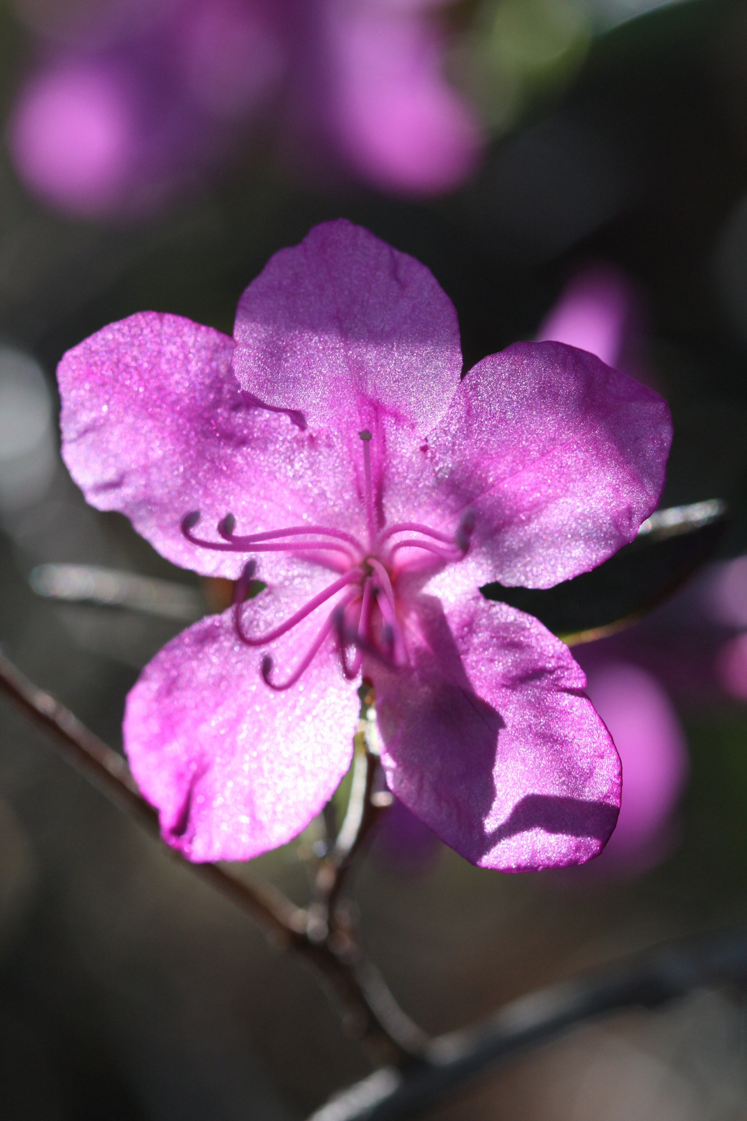 Фото Природы Забайкалья. Студия Максима Белослюдцева