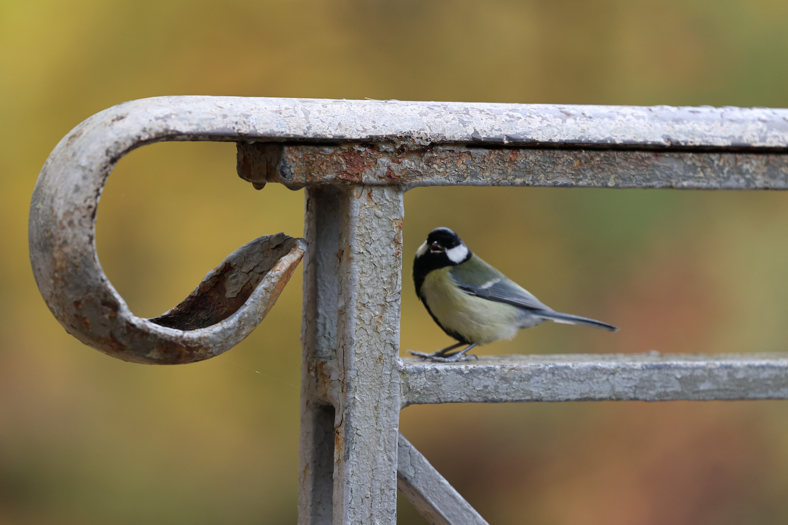 Любимое. Фотограф в Санкт-Петербурге Анна Сосновская