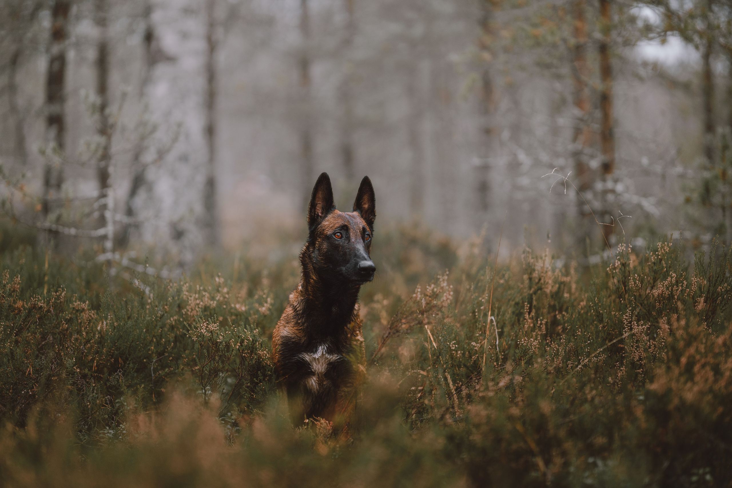 Раш. Фотограф анималист Осипчикова Мария
