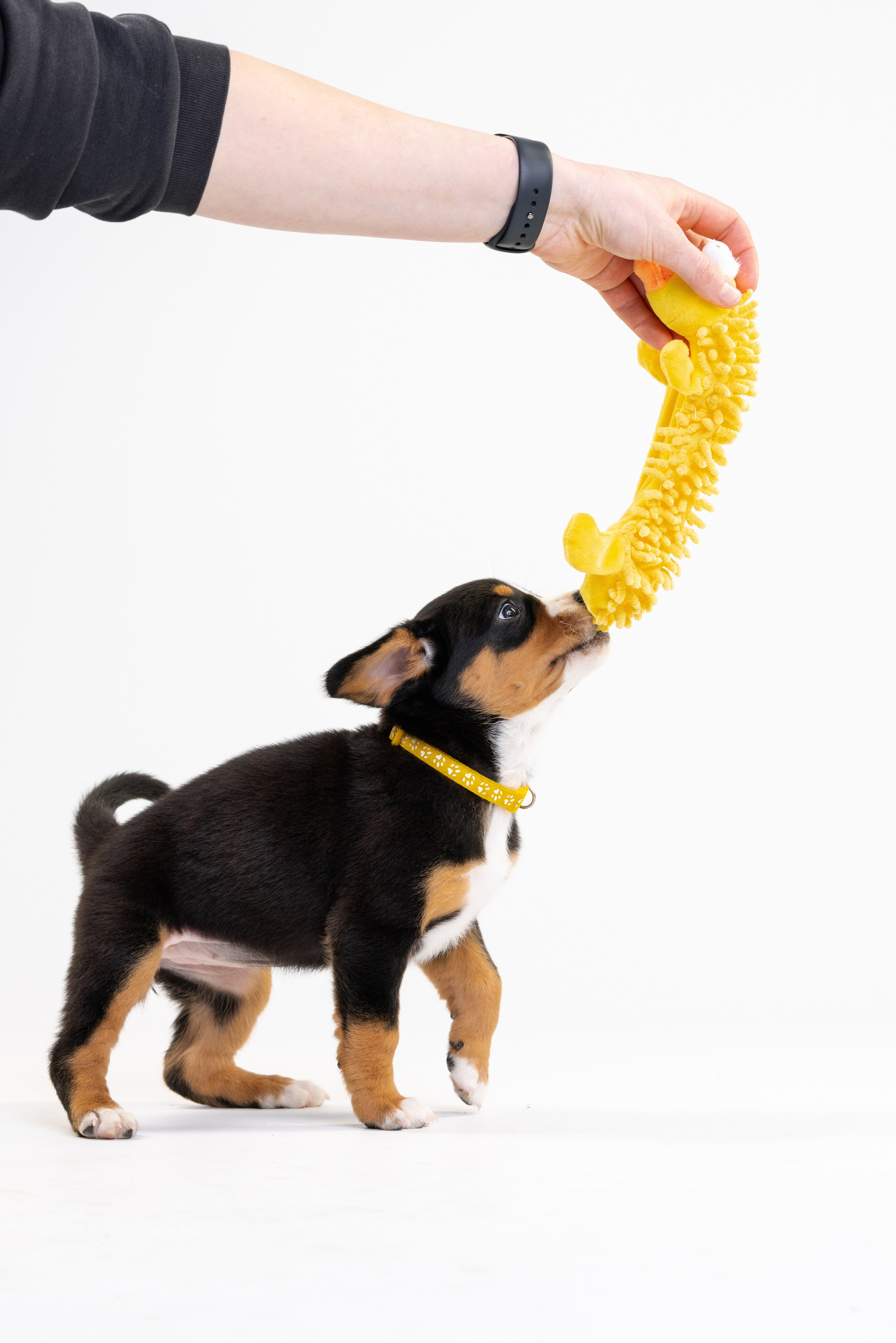 Энтлебухеры. Фотограф анималист Осипчикова Мария