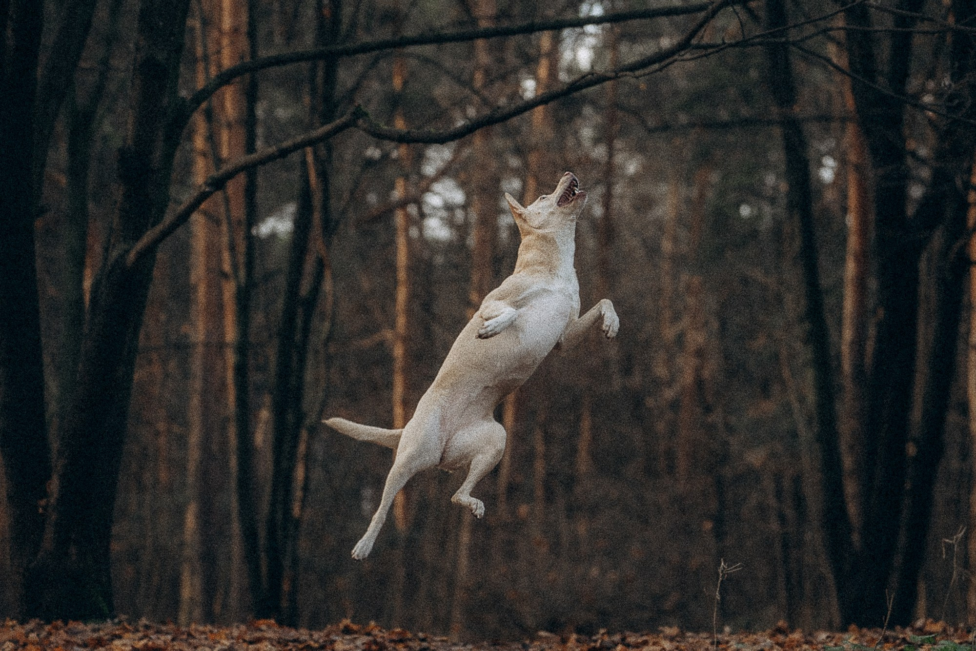 Туся. Фотограф анималист в Москве и Санкт-Петербурге Свиридова Анна