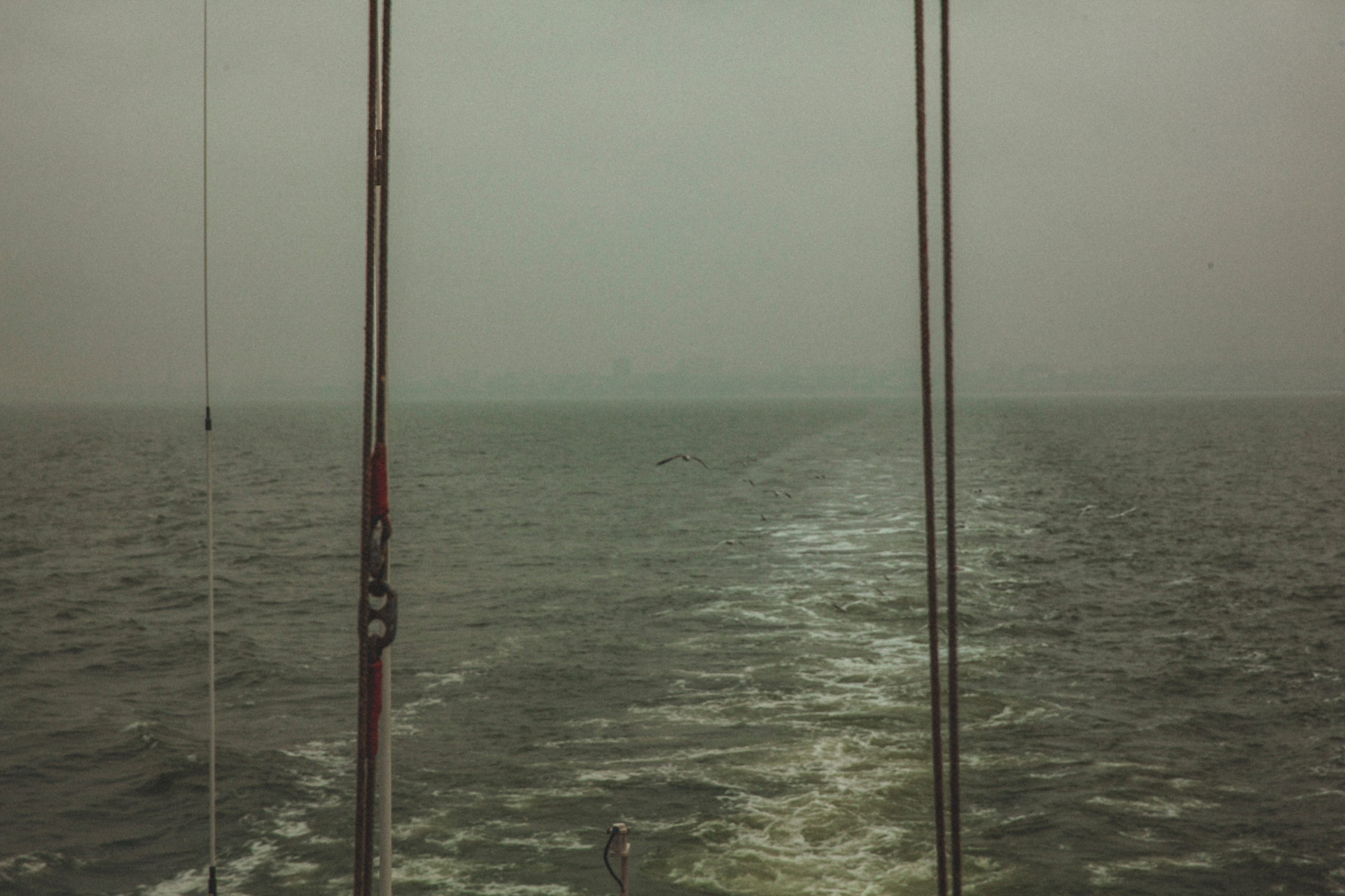 Каспийский страж. Фотограф Александра Степанова