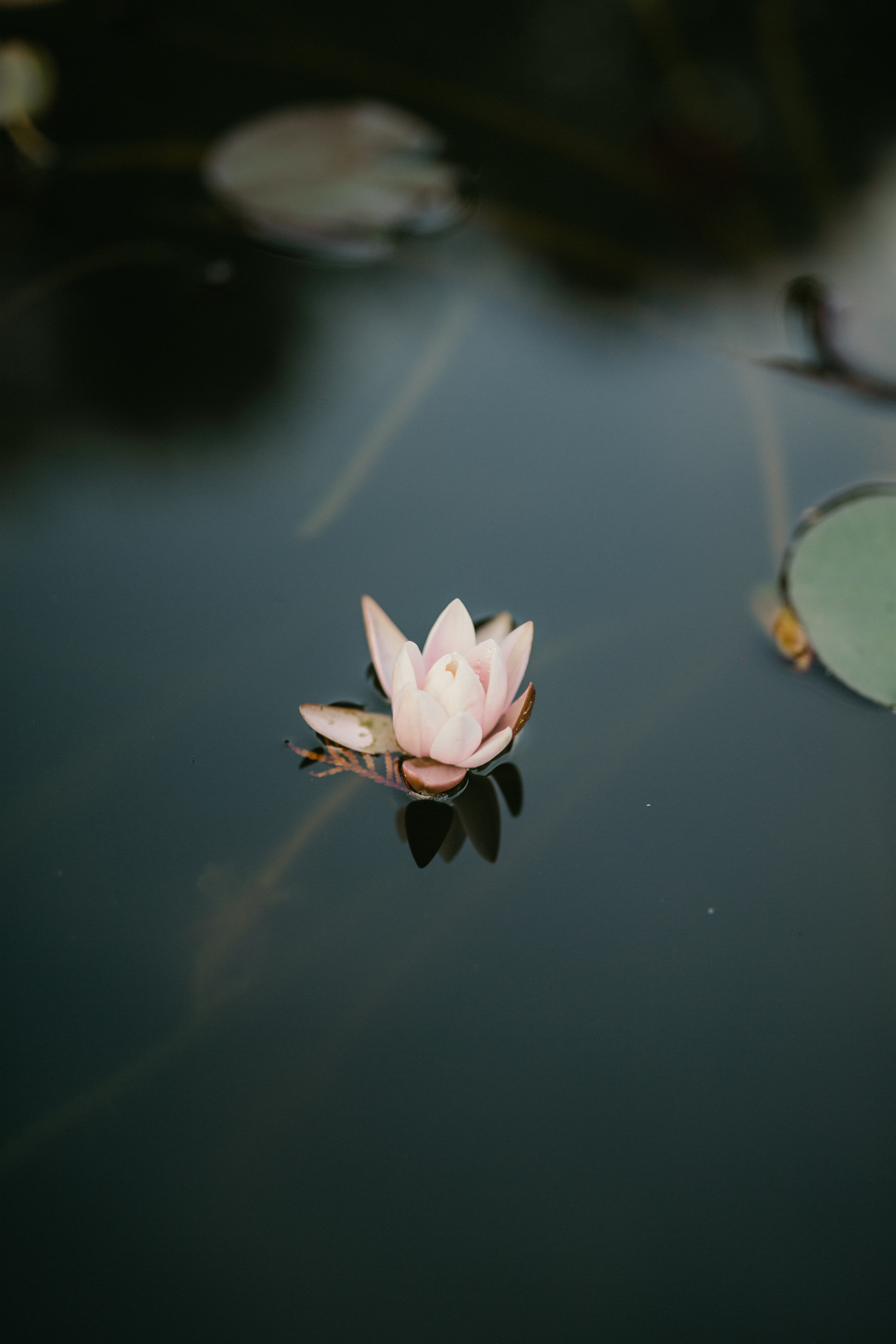 Оля и Илья. Ярославль. Свадебный фотограф в Ярославле Алиса Курочкина