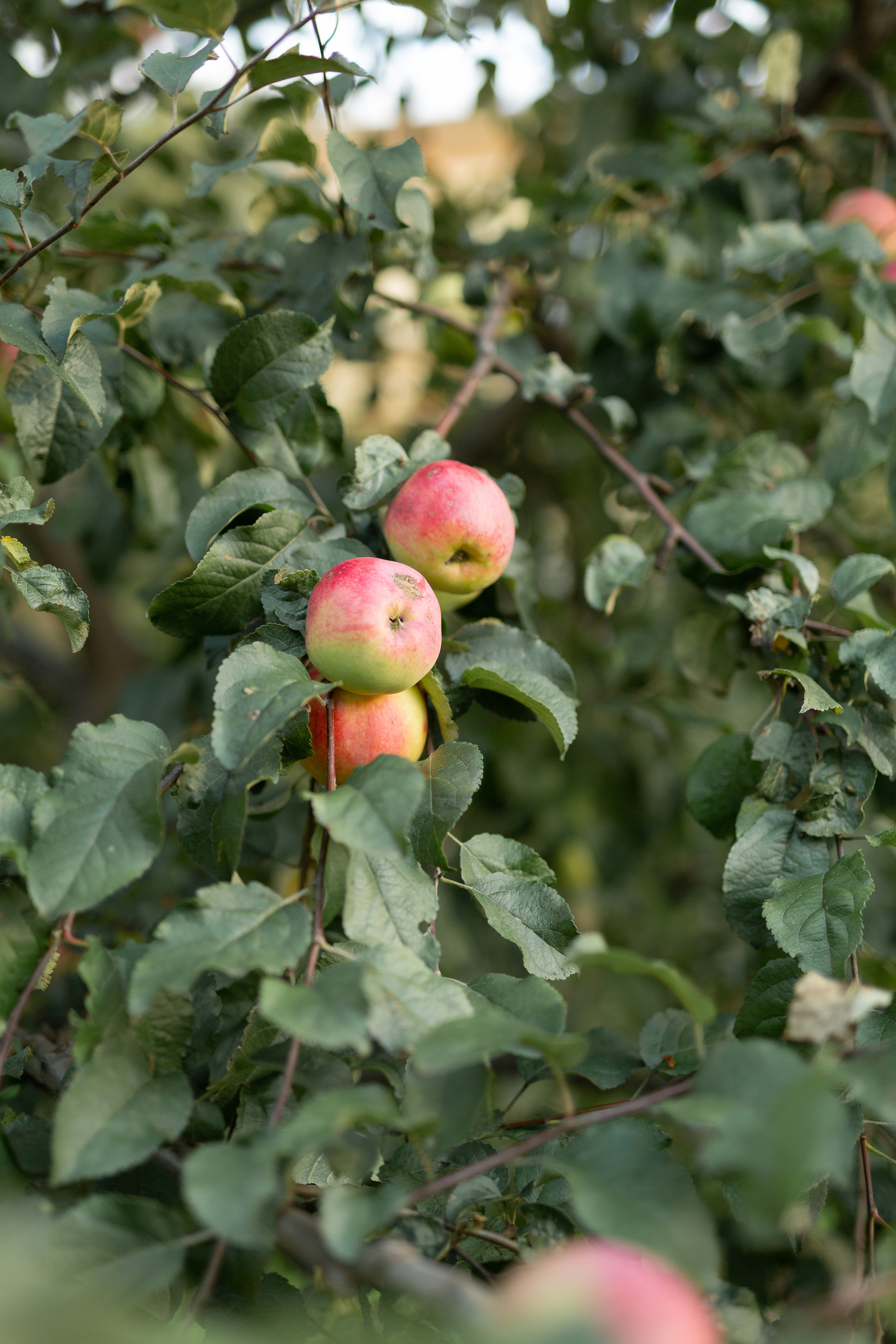 Оля и Илья. Ярославль. Свадебный фотограф в Ярославле Алиса Курочкина
