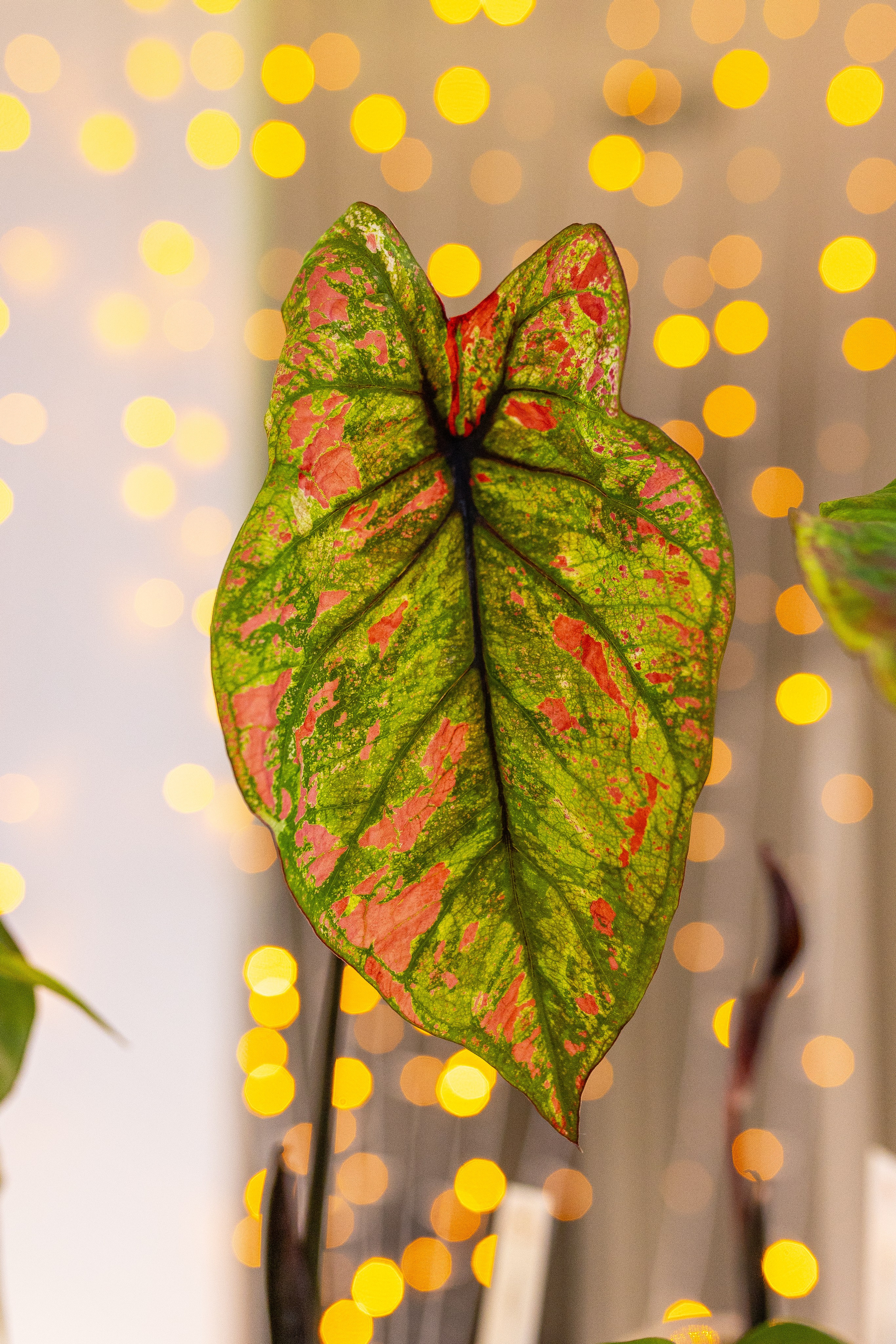 Орхидиум 12.2025. Александра Куликова фотограф, Москва