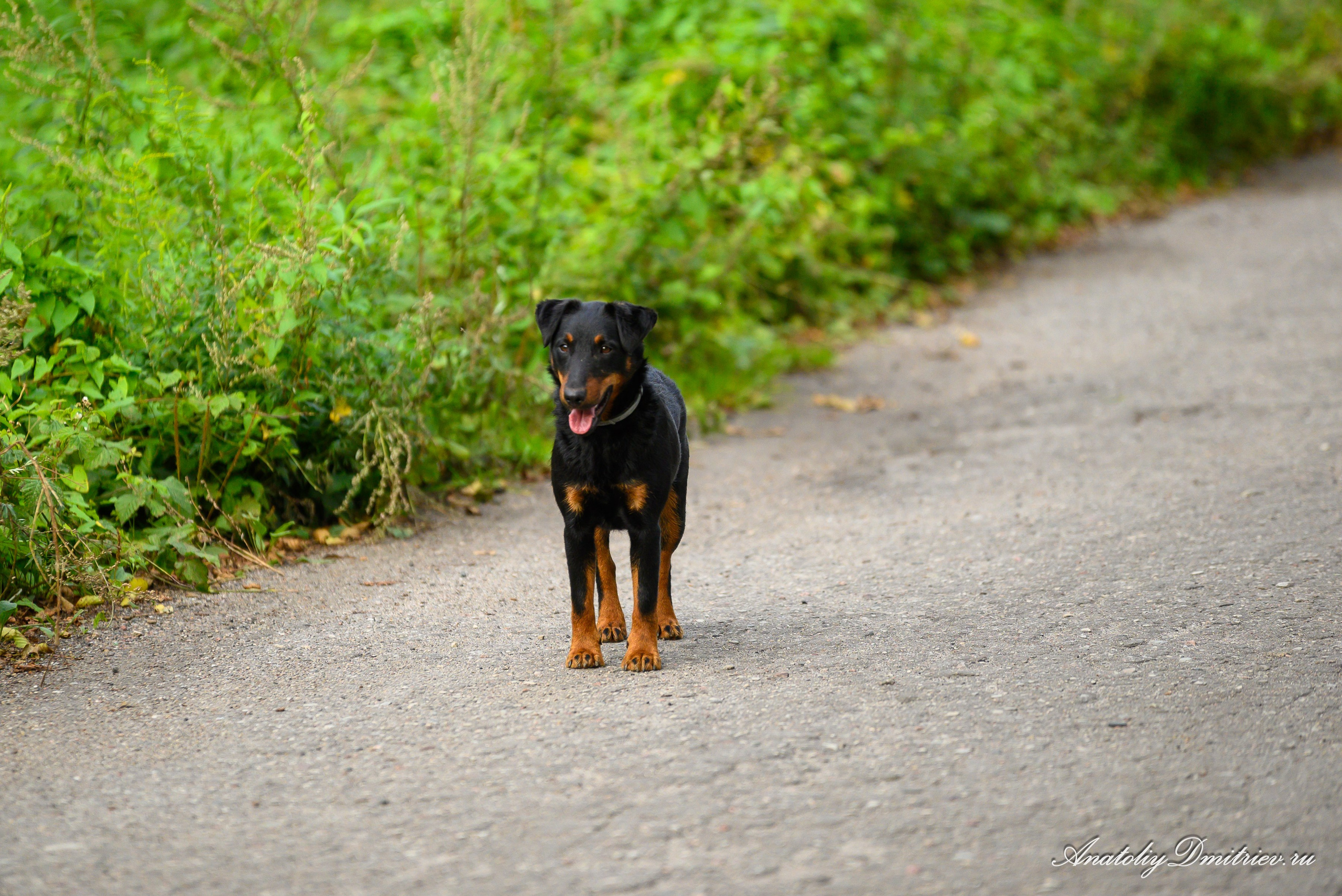 Успенский Крестный ход Калининградской митрополии 29 августа 2025 г. Фотограф  Крещения и Венчания Калининград