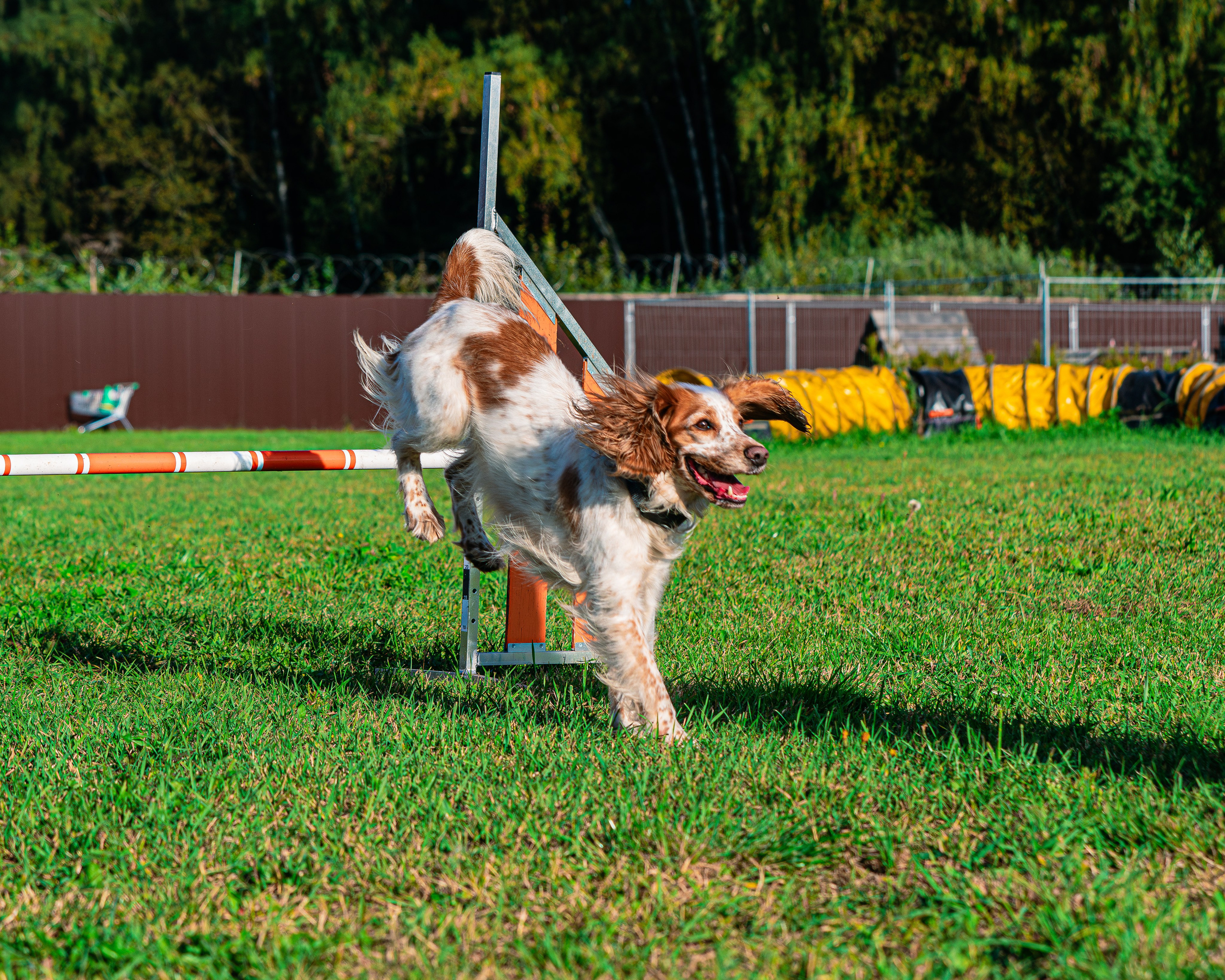 Ваш путь к ПОБЕДЕ (ТРЕНИРОВКИ). Фотограф-анималист, семейный фотограф в Москве и Подмосковье. Фотосъёмка кинологических дисциплин