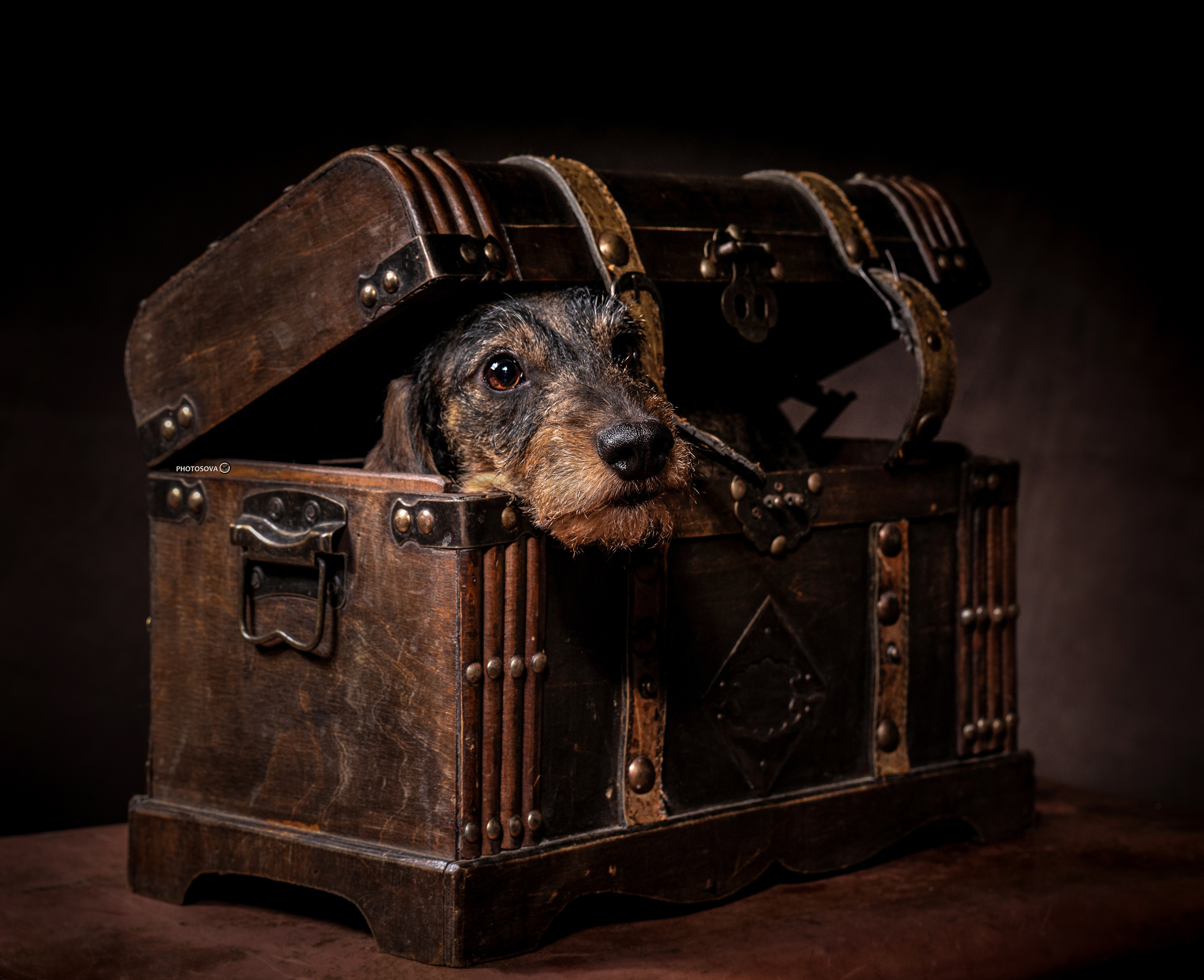 ФОТОПАМЯТЬ ВАШИХ ЭМОЦИЙ. Фотограф-анималист, семейный фотограф в Москве и Подмосковье. Фотосъёмка кинологических дисциплин