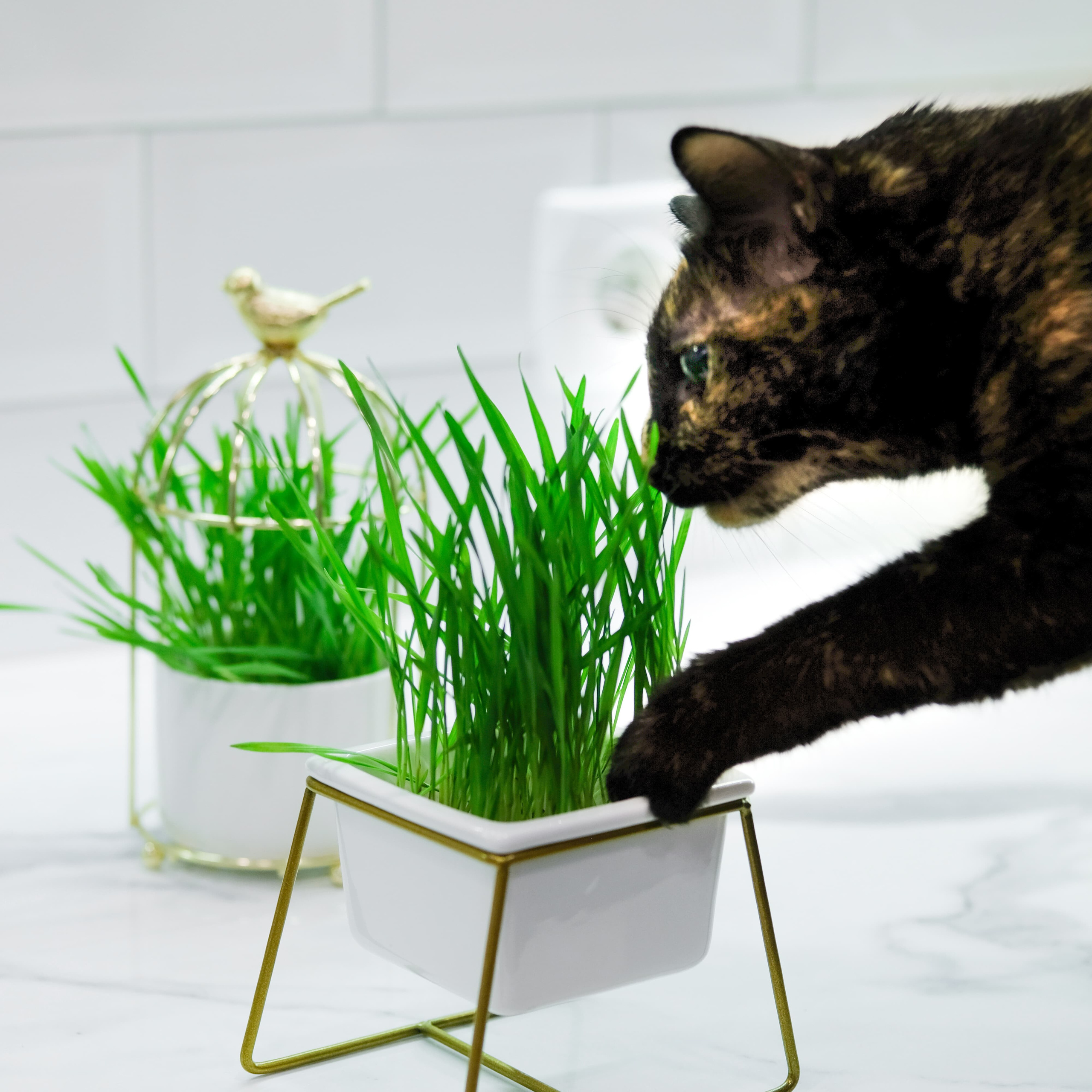 Фуд фото. Контент Предметный фотограф Саратов, контент для бизнеса, съемка для брендов, предметные фотосъёмки в Саратове. Елена