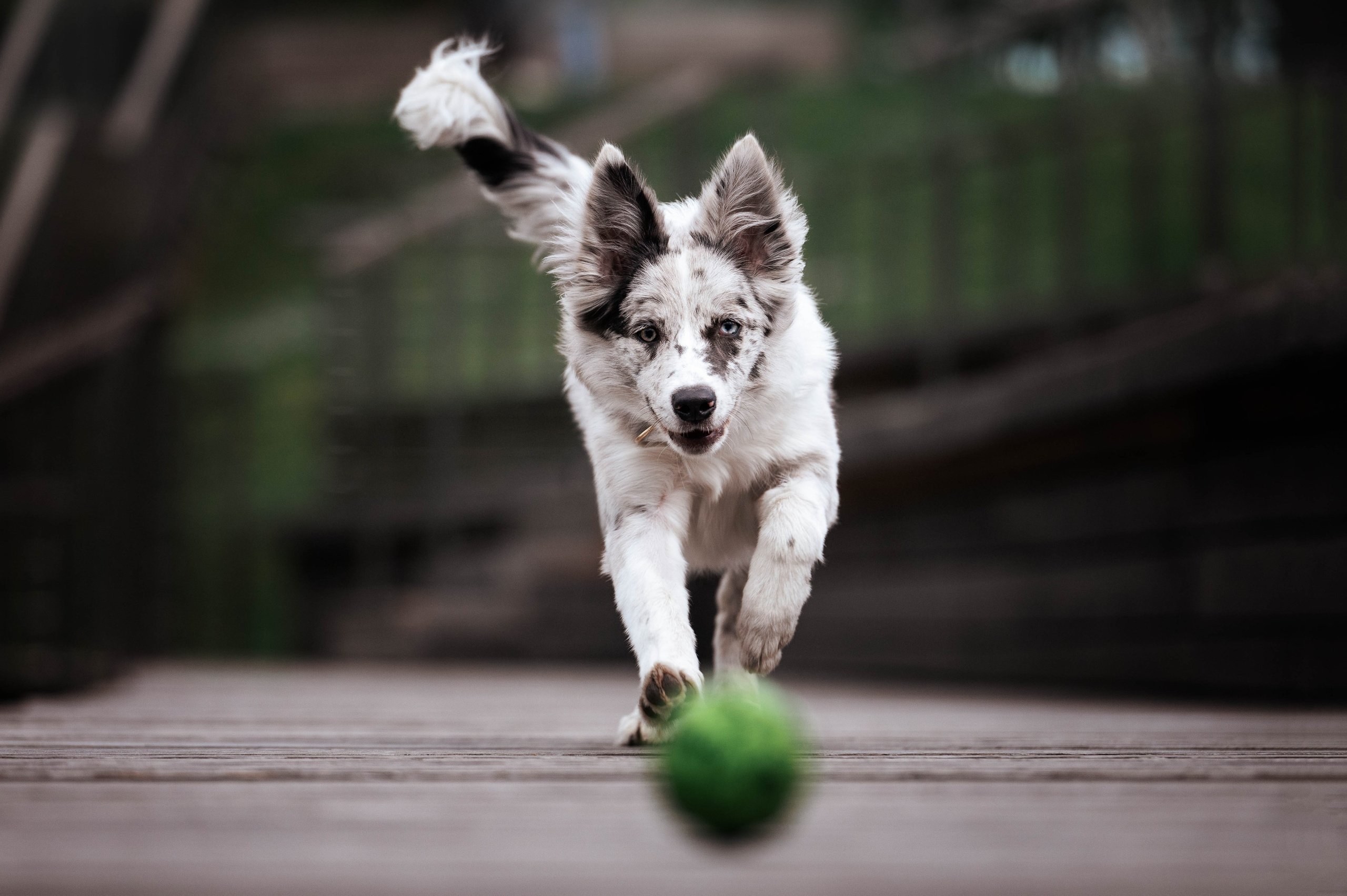 Весна на ВДНХ. Фотограф-анималист