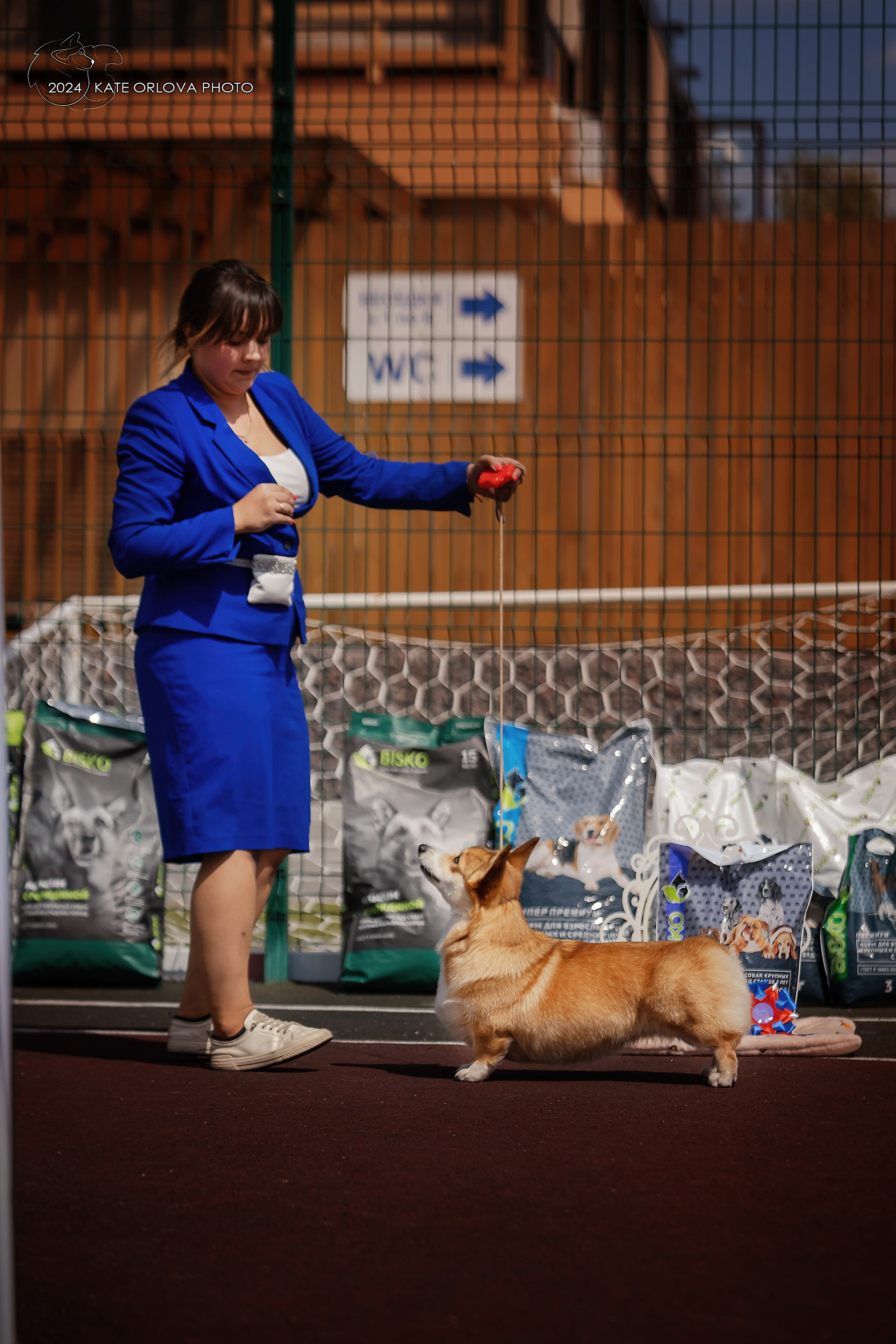 Фотосъемка собак, щенков, на выставках, фотограф анималист Россия воронеж. Питомник собак Акита, Хаски, Корги