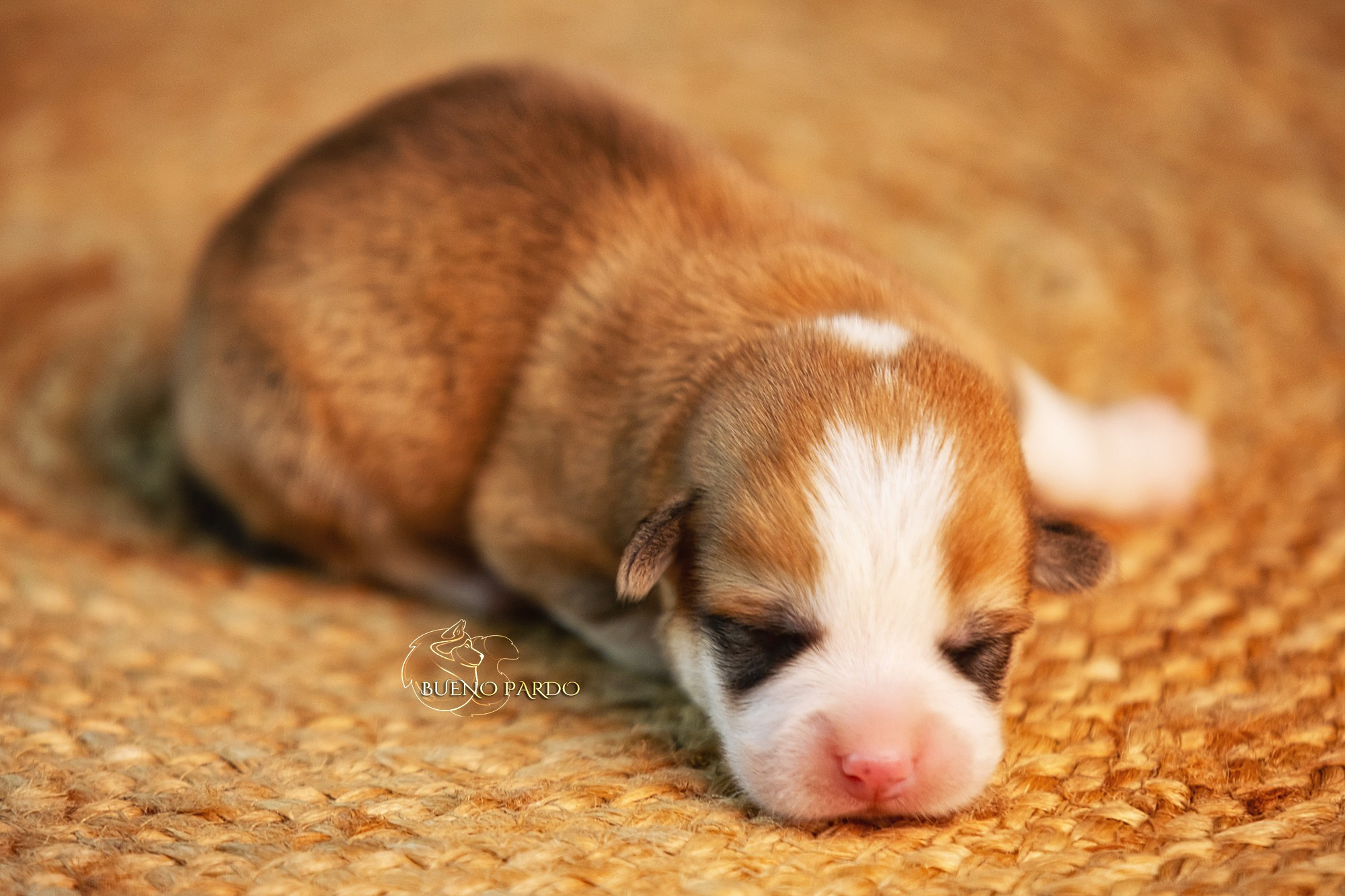 Щенки вельш корги пемброк из питомника. Питомник собак Акита, Хаски, Корги