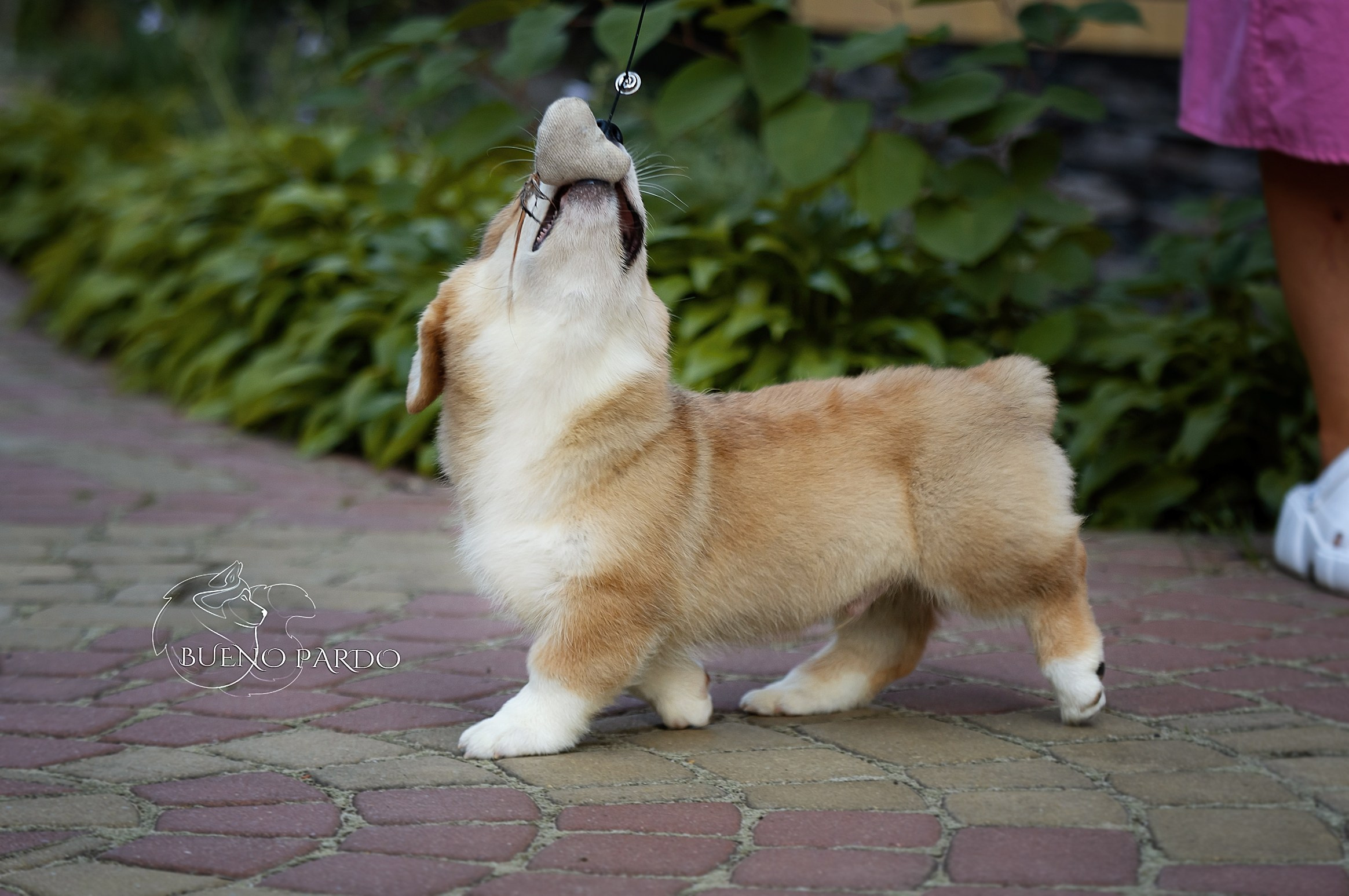 Щенки вельш корги пемброк из питомника. Питомник собак Акита, Хаски, Корги