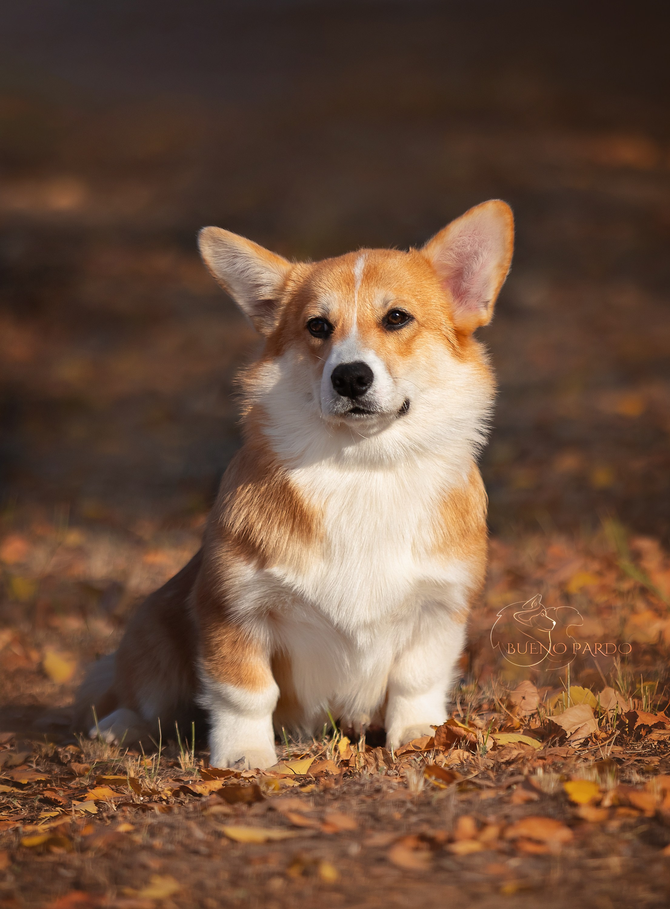 Щенки вельш корги пемброк из питомника. Питомник собак Акита, Хаски, Корги