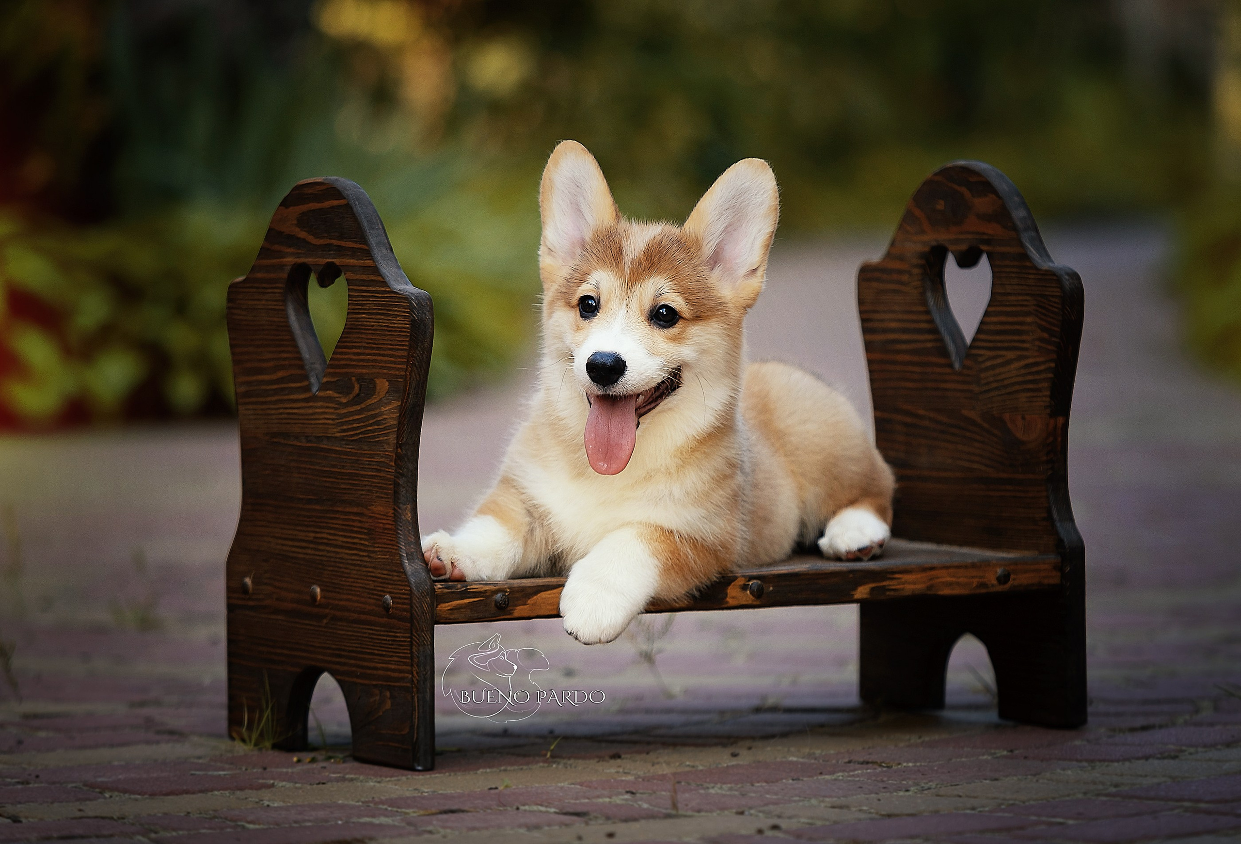 Щенки вельш корги пемброк из питомника. Питомник собак Акита, Хаски, Корги