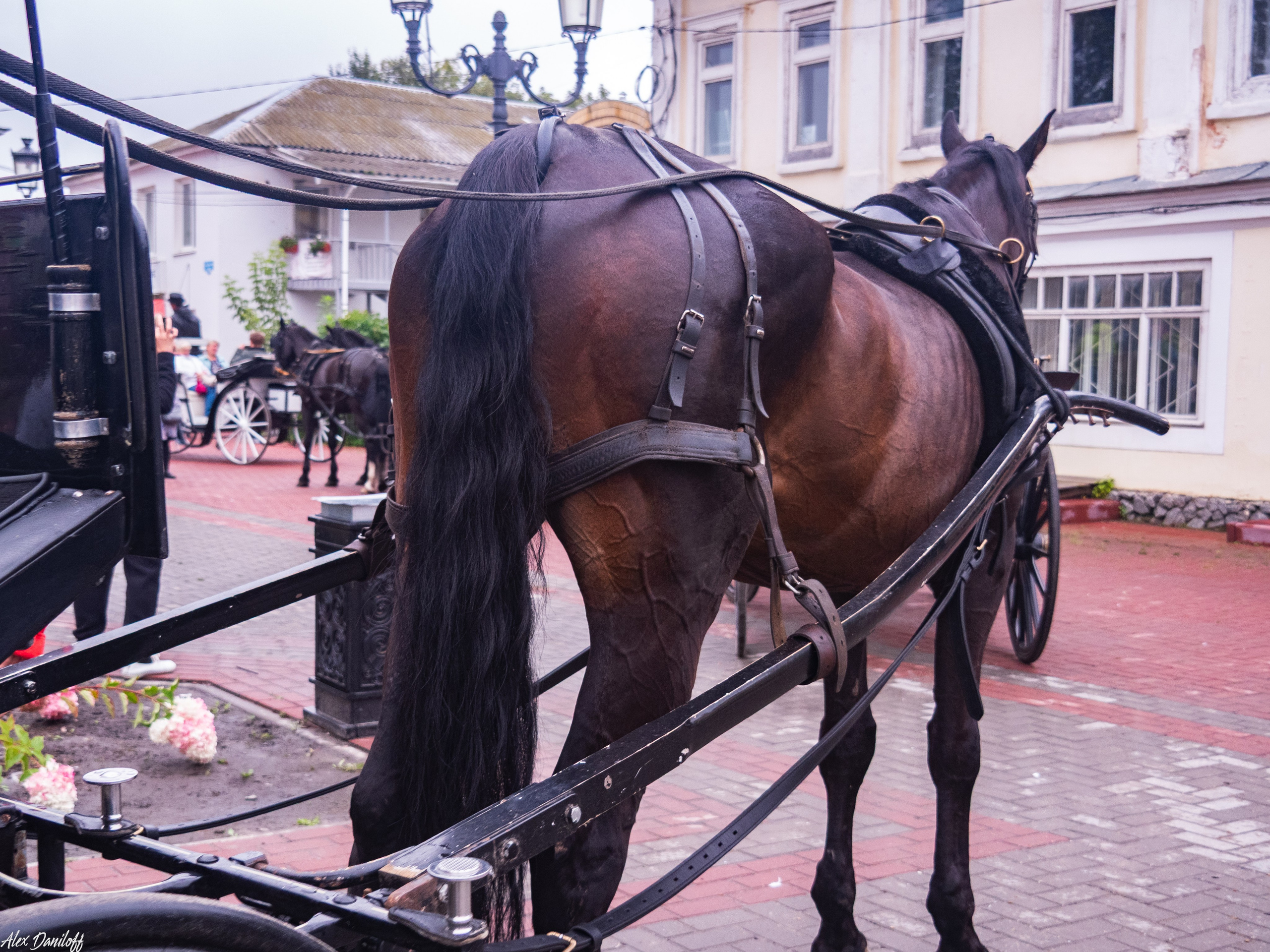 День города Муром 2025. Муром-Инфо. Новости культуры, образования, спорта в городе Муром