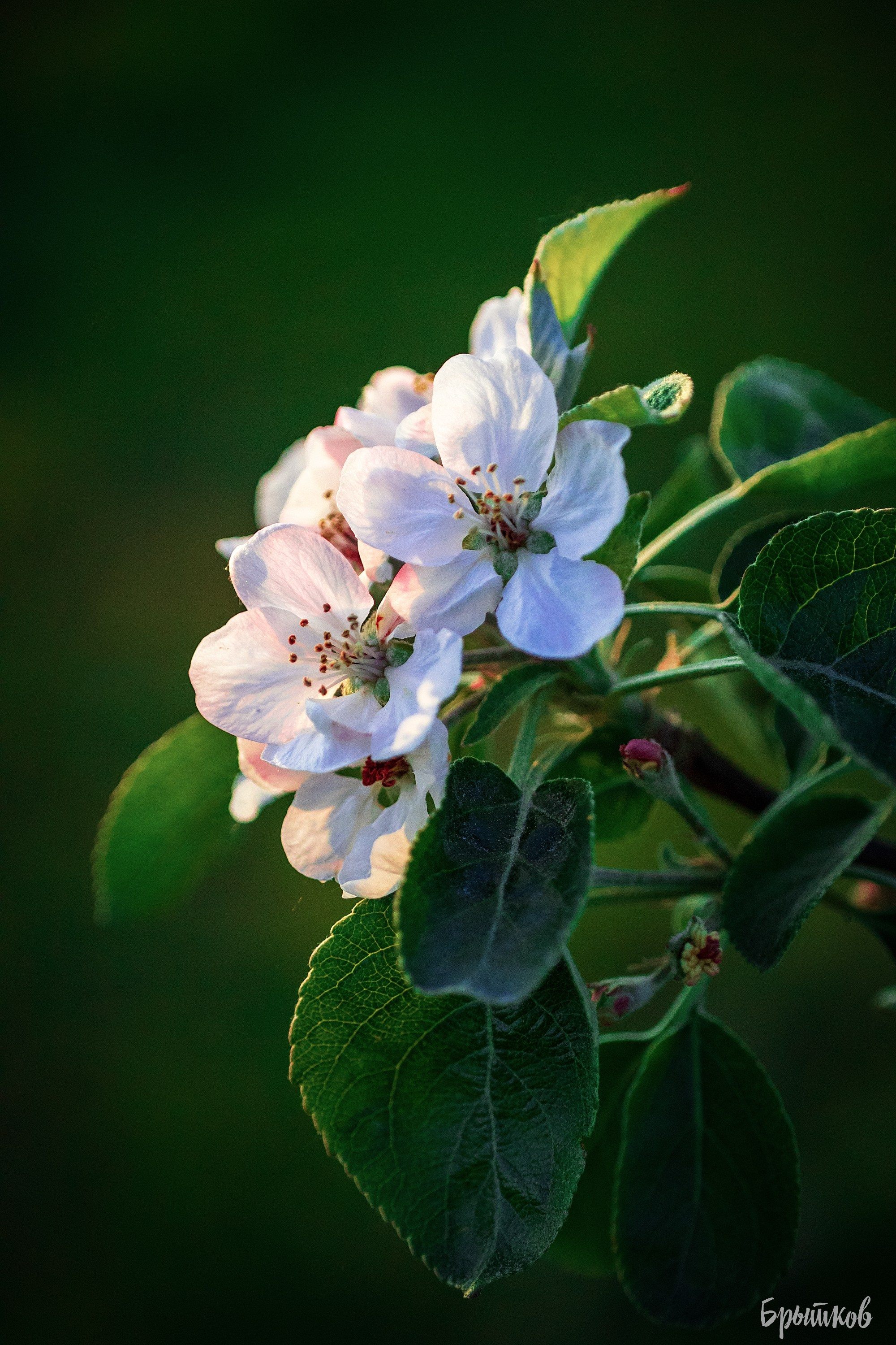 Яблоневые сады. Николай Брытков — фотограф в Туле